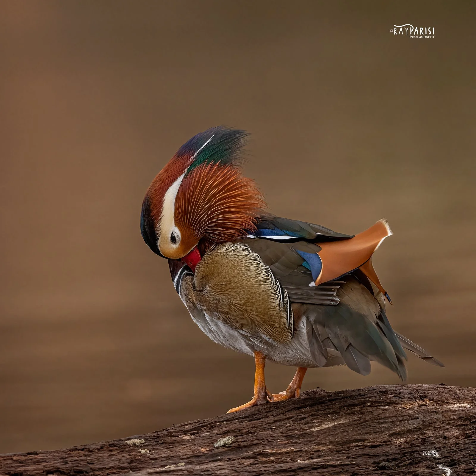 Mandarin on log left 03 12-19-21 SQ W.jpg
