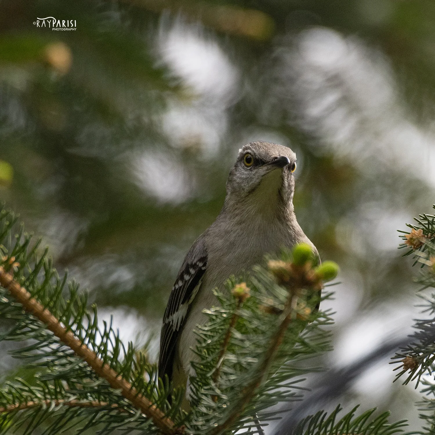 Mockingbird 03 sm.jpg