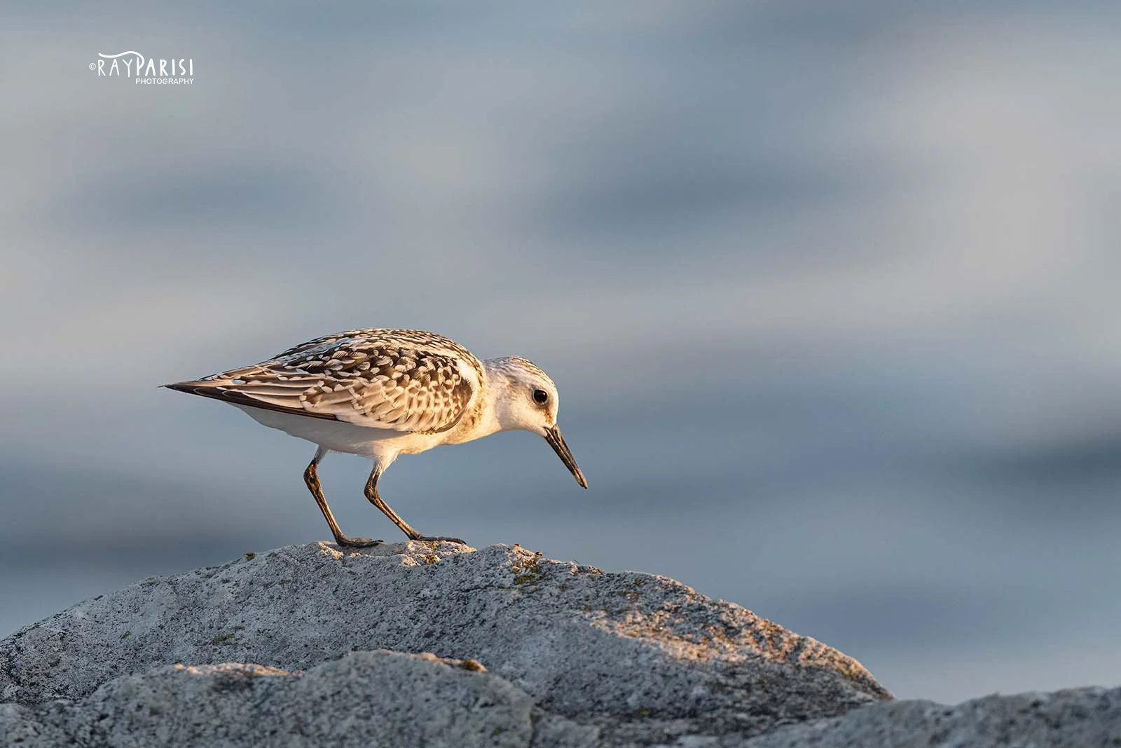 Sandpiper 01 9-19-21 W.jpg