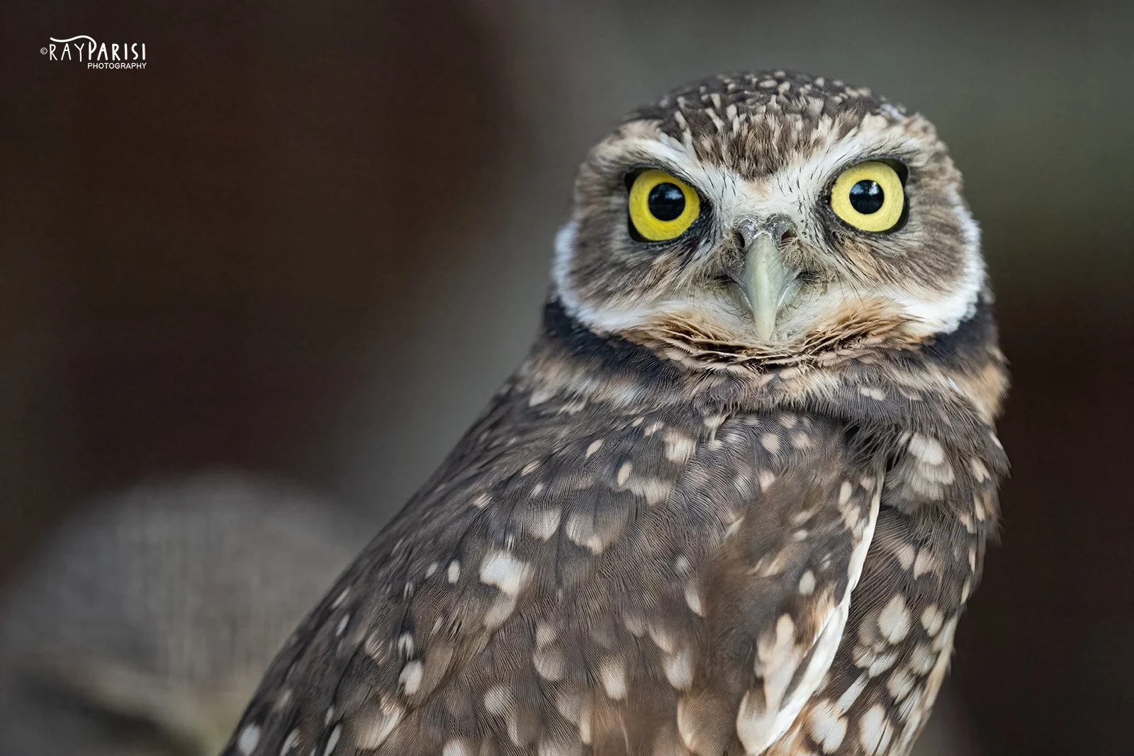 Burrowing Owl 05b 11-4-22 W.jpg