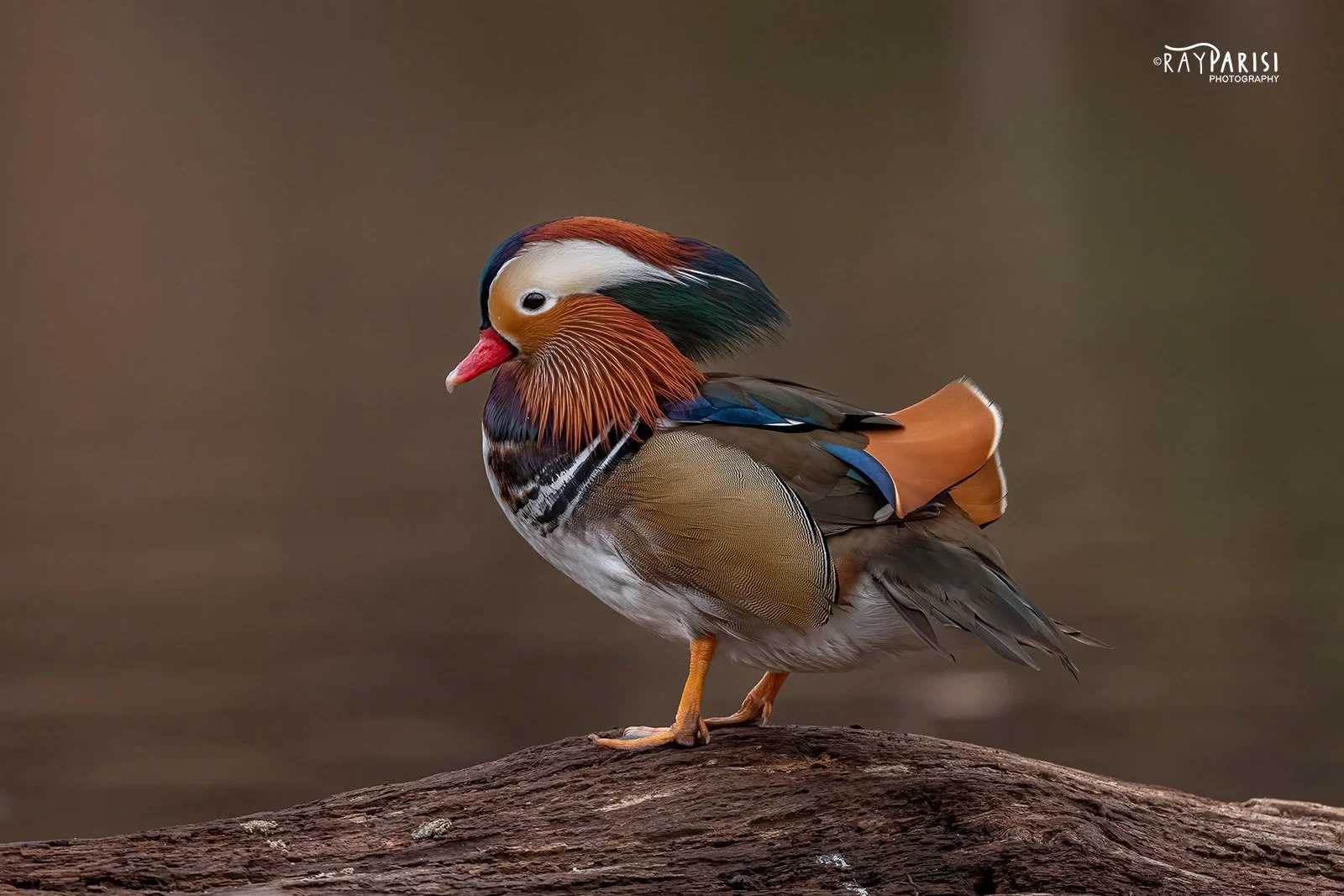 Mandarin on log left 06 12-19-21 W.jpg