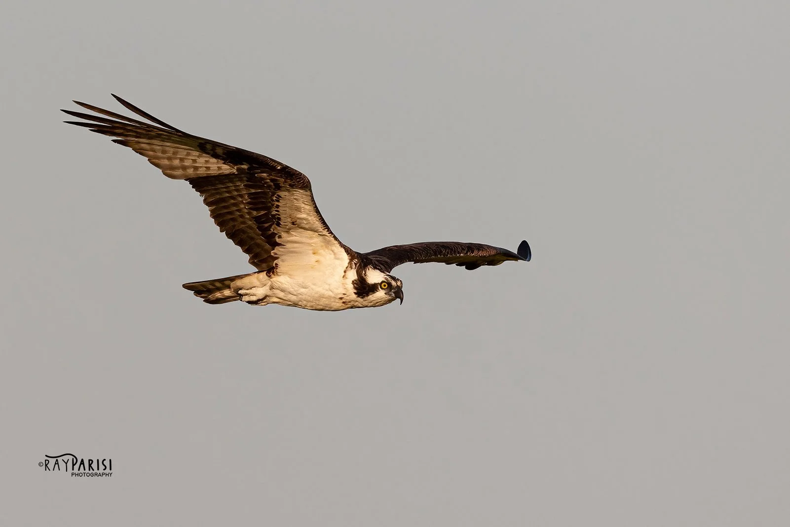 Gliding over Bay 03 8-5-21 W.jpg