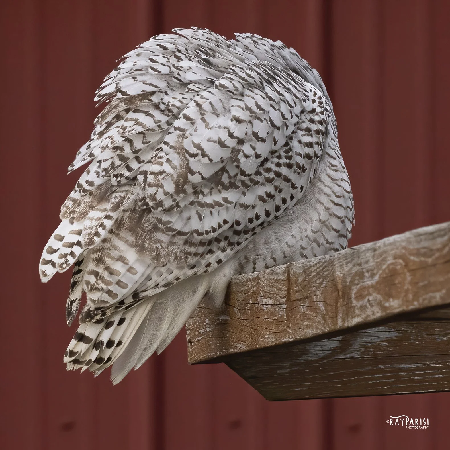 Snowy Owl Red Groom 08b 2-12-22 W.jpg