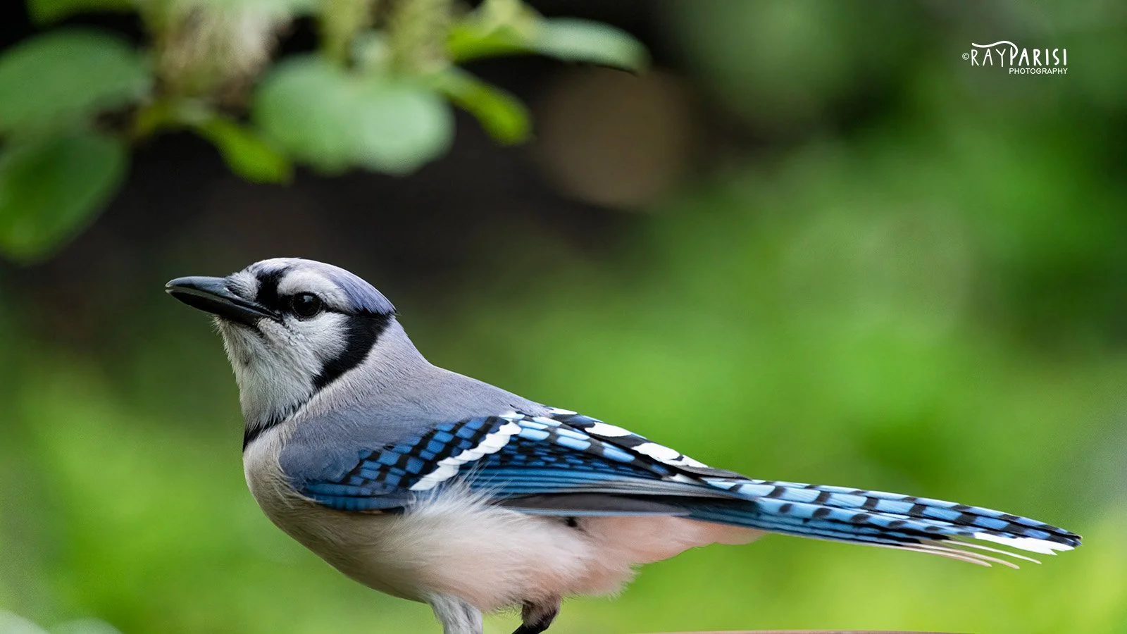 Blue Jay 05-15-20 W.jpg