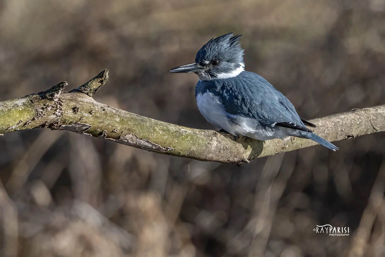 Kingfisher 01a 1-15-23 W.jpg