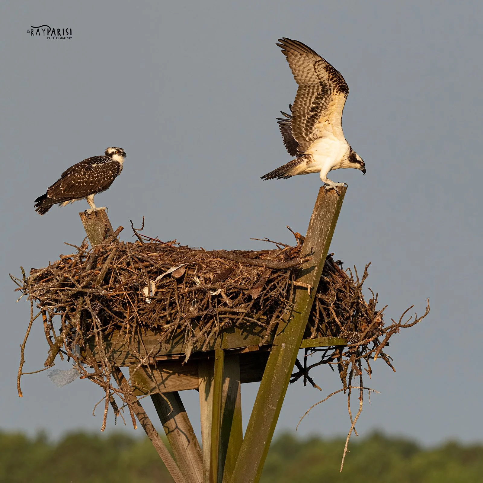Landing on post 03 8-2-21 SQ W.jpg