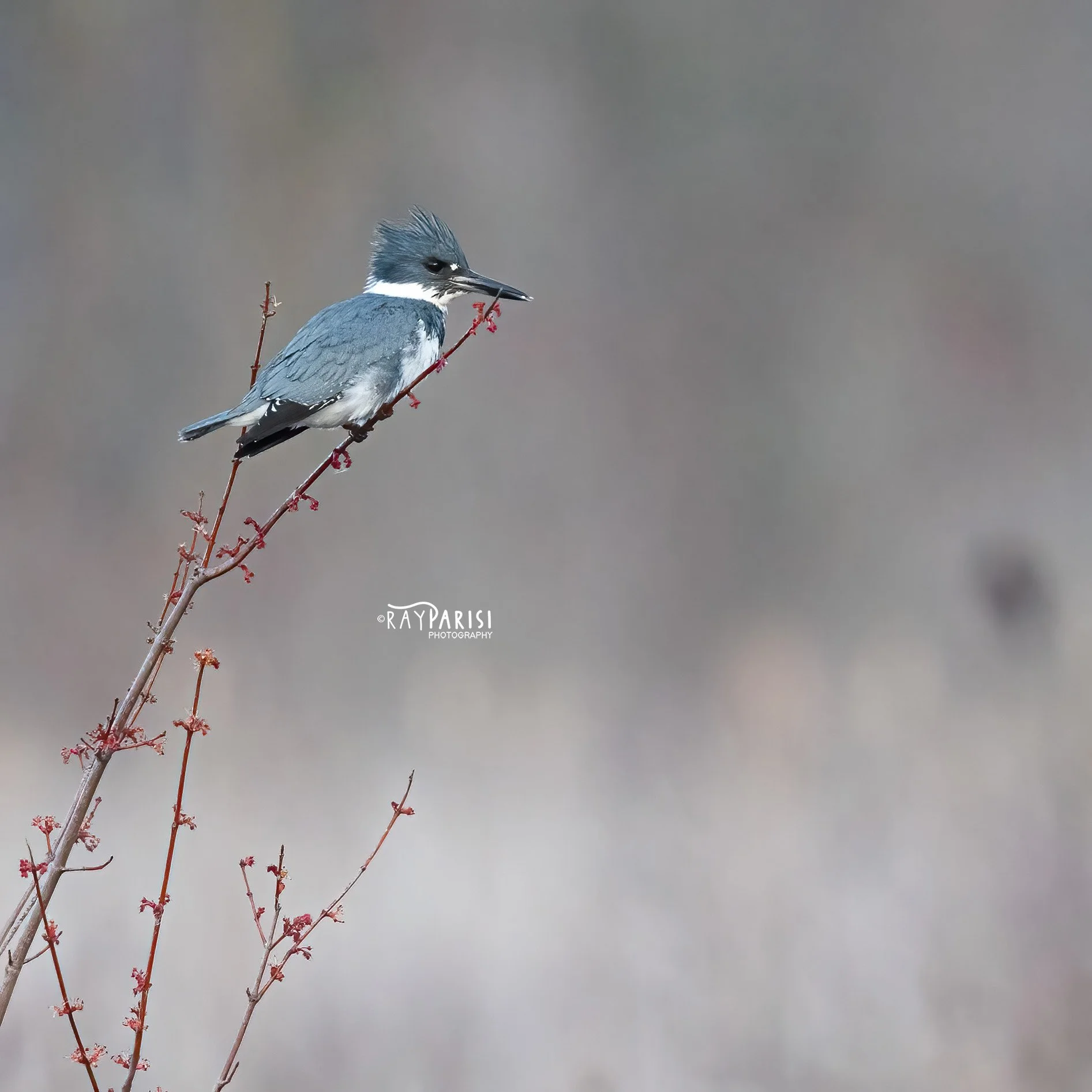 Kingfisher 01 3-20-22 SQ W.jpg