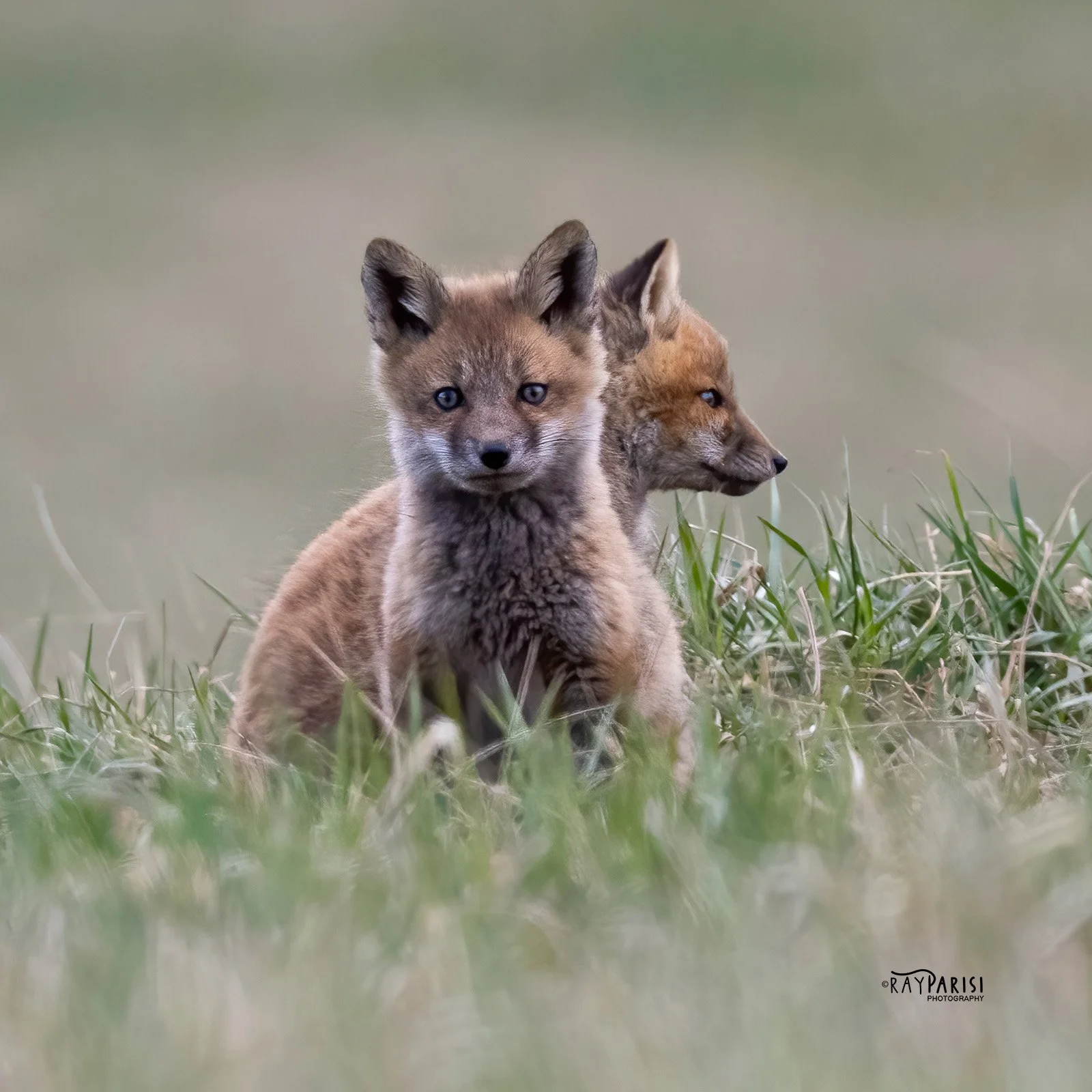 Two Kits 02 3-28-22 W.jpg