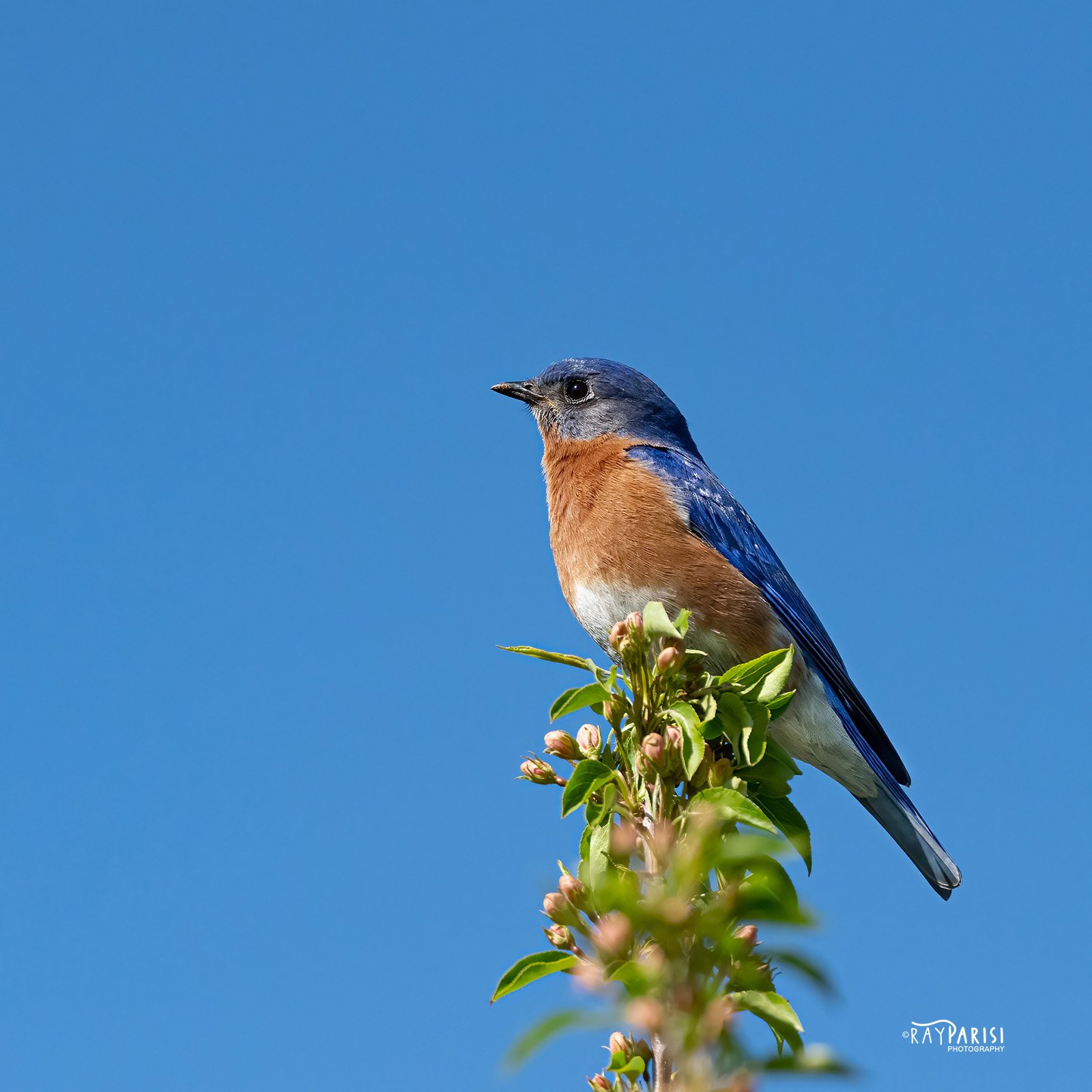 Bluebird 05 4-12-22 SQ W.jpg