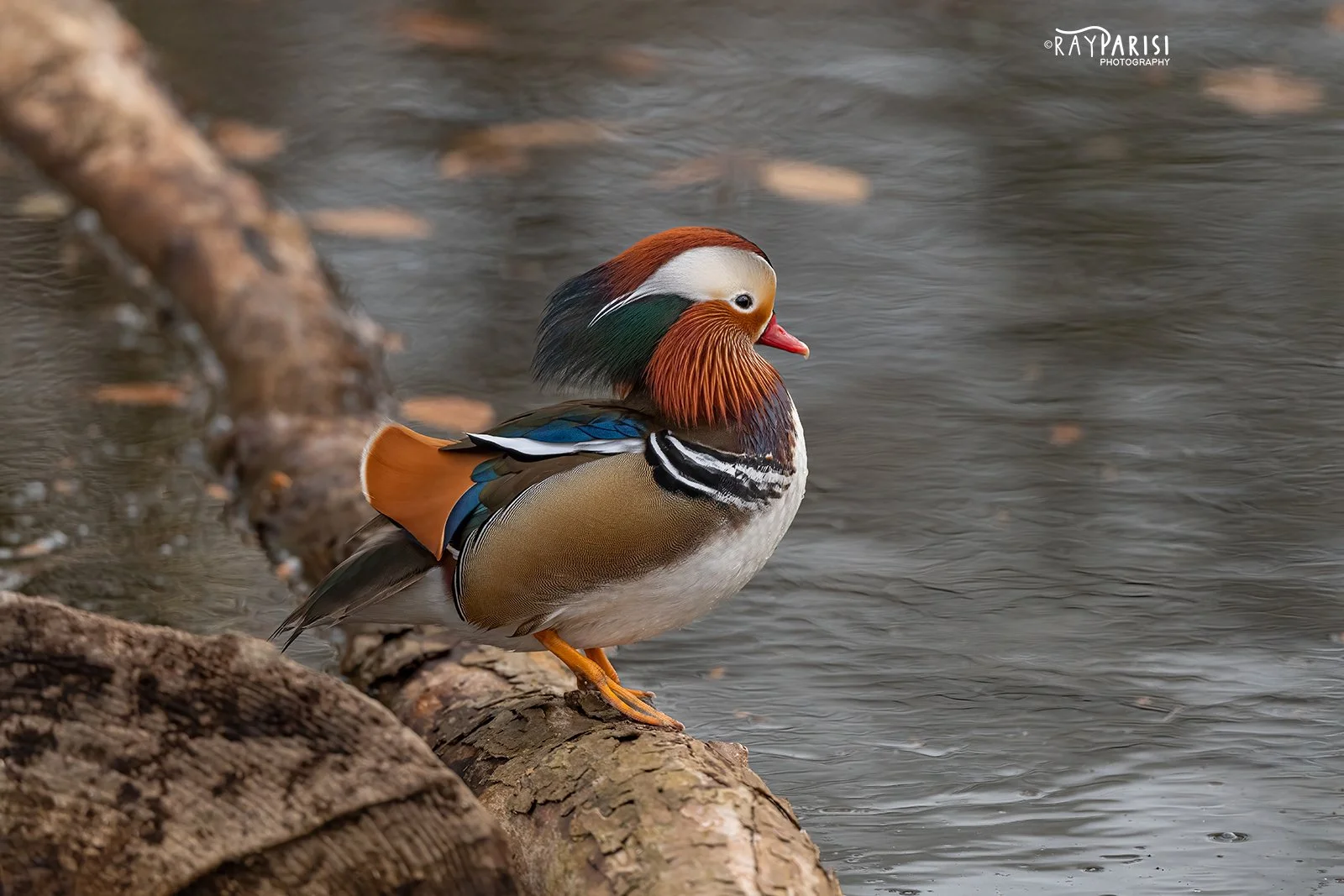 Mandarin Profile right 03a 12-19-21 W.jpg
