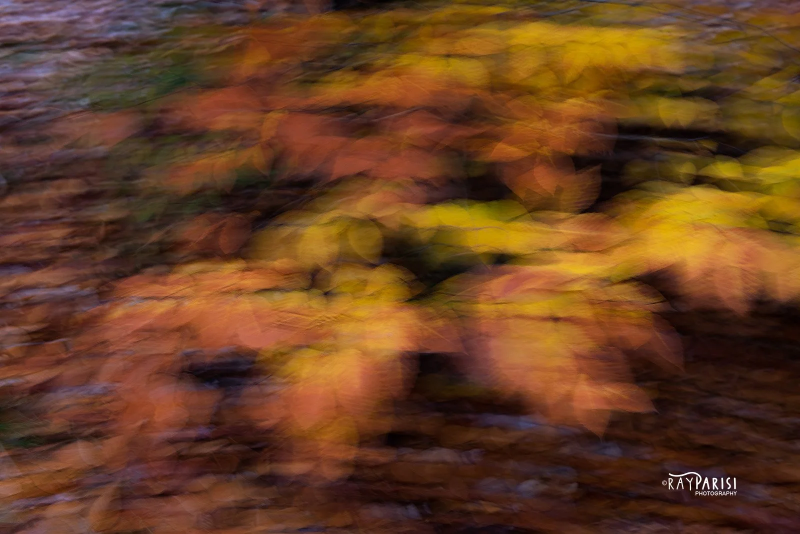 ICM Foliage 01 10-26-22 W.jpg