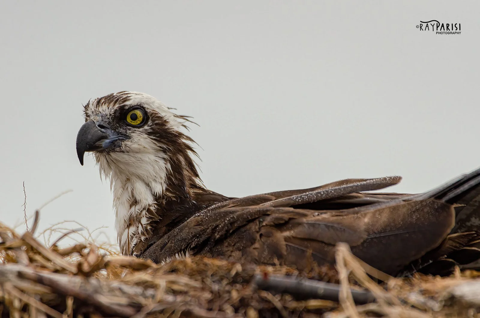 Osprey 01 6-5-15 W.jpg