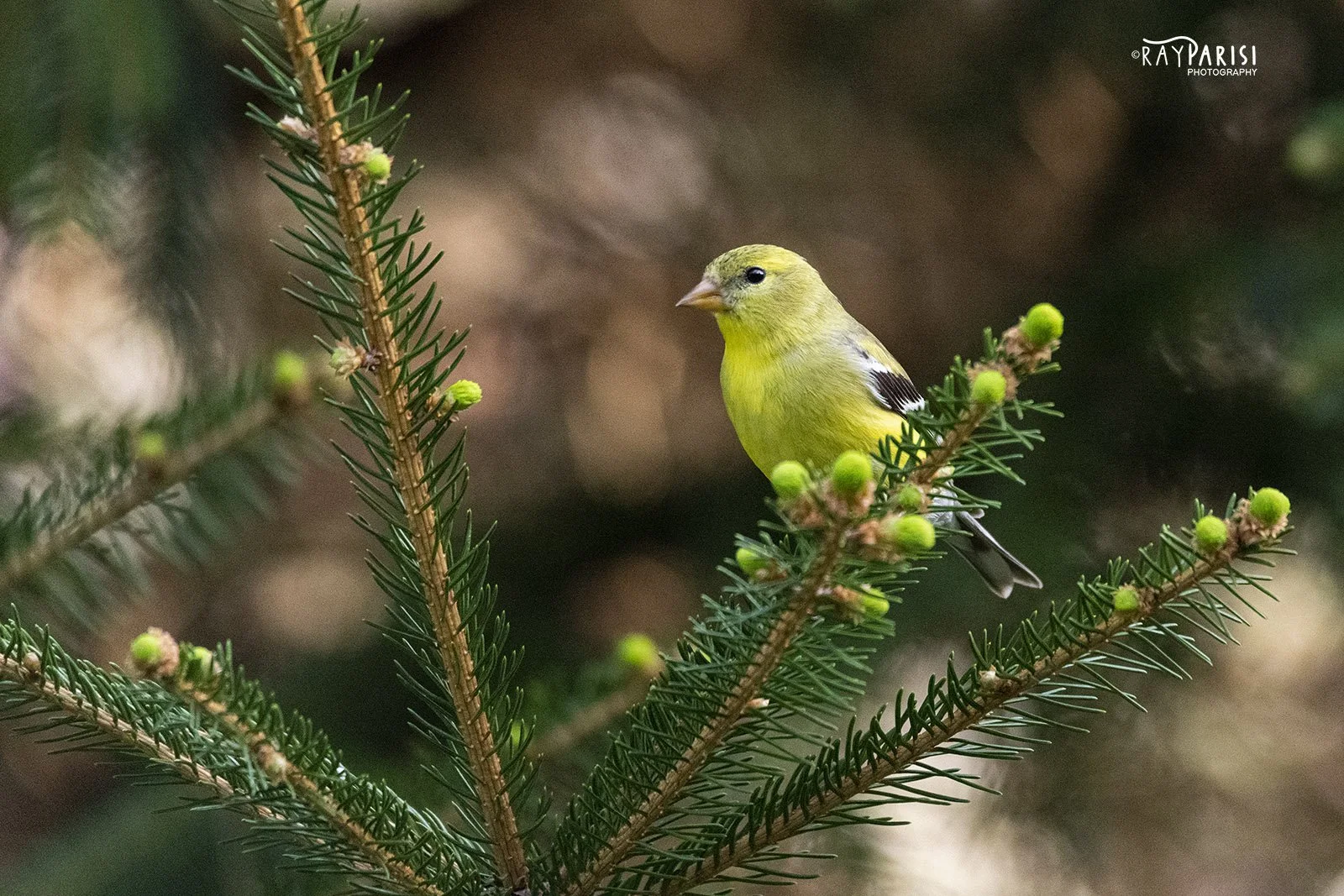 Goldfinch 01.jpg