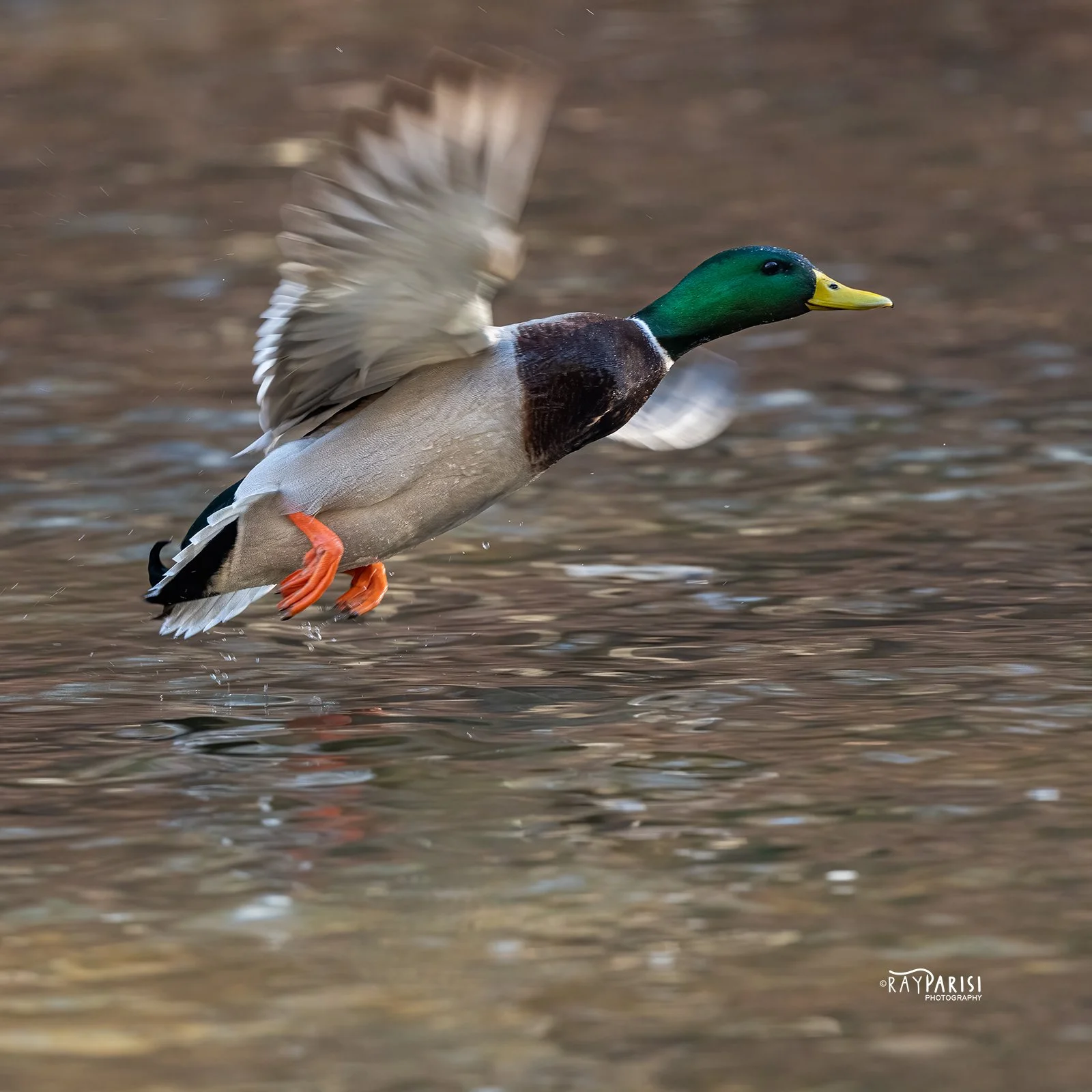 Mallard Drake 04 12-12-21 SQ W.jpg