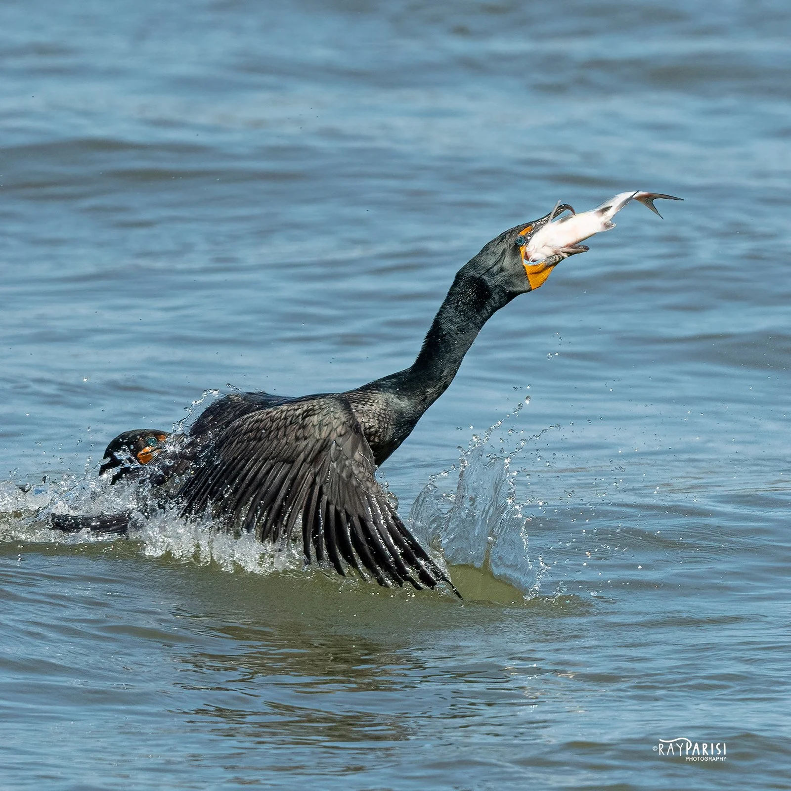 Cormorant Exchange 02 4-3-21 W SQ.jpg