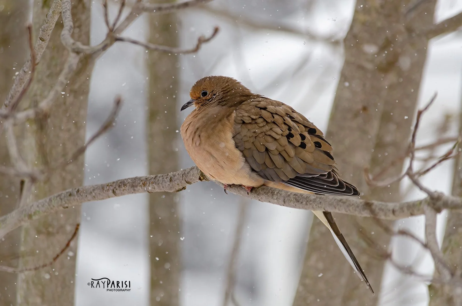 Mourning Dove 02 1-21-14 W.jpg