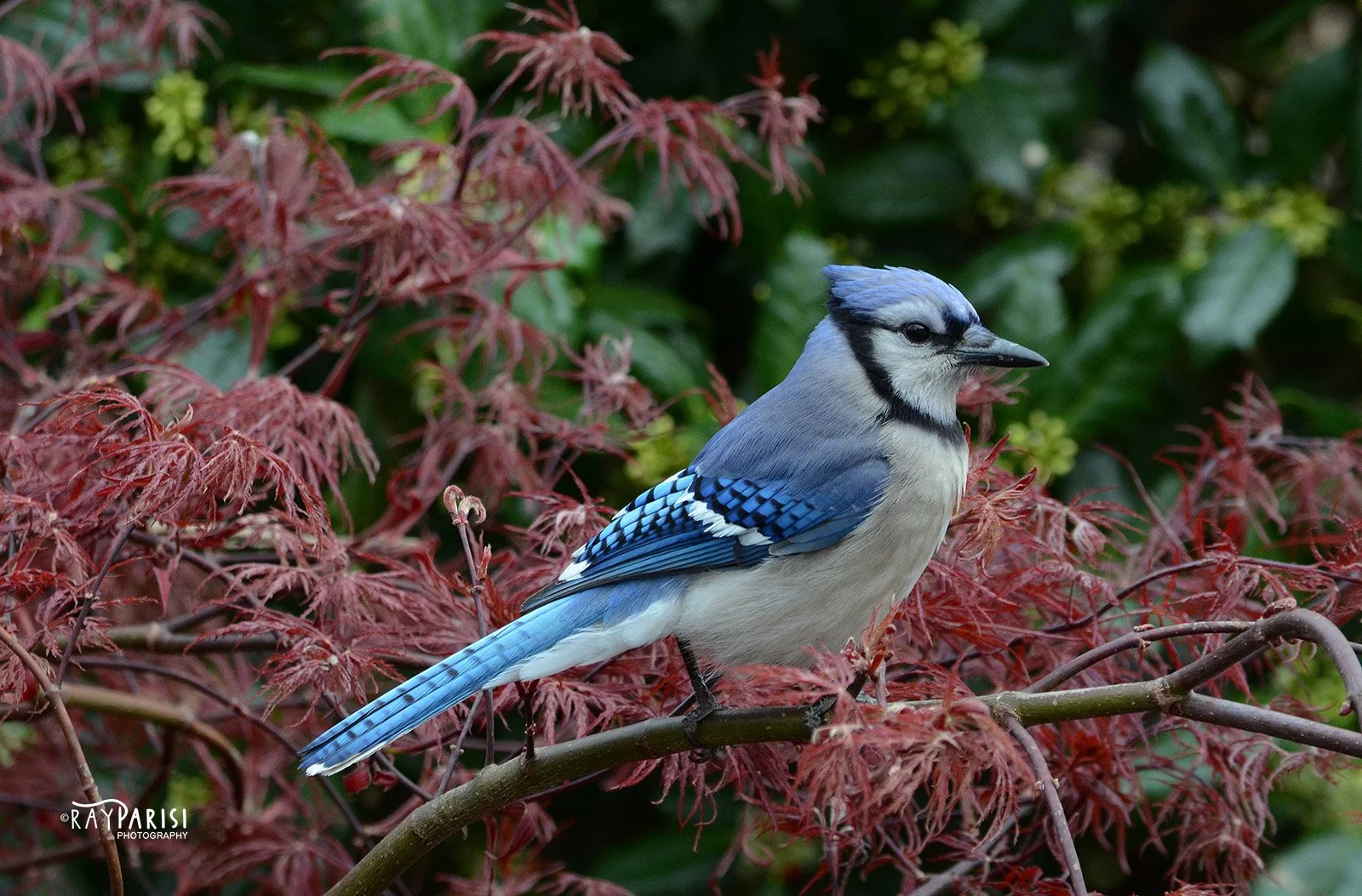 Blue Jay 04 4-28-13 W.jpg
