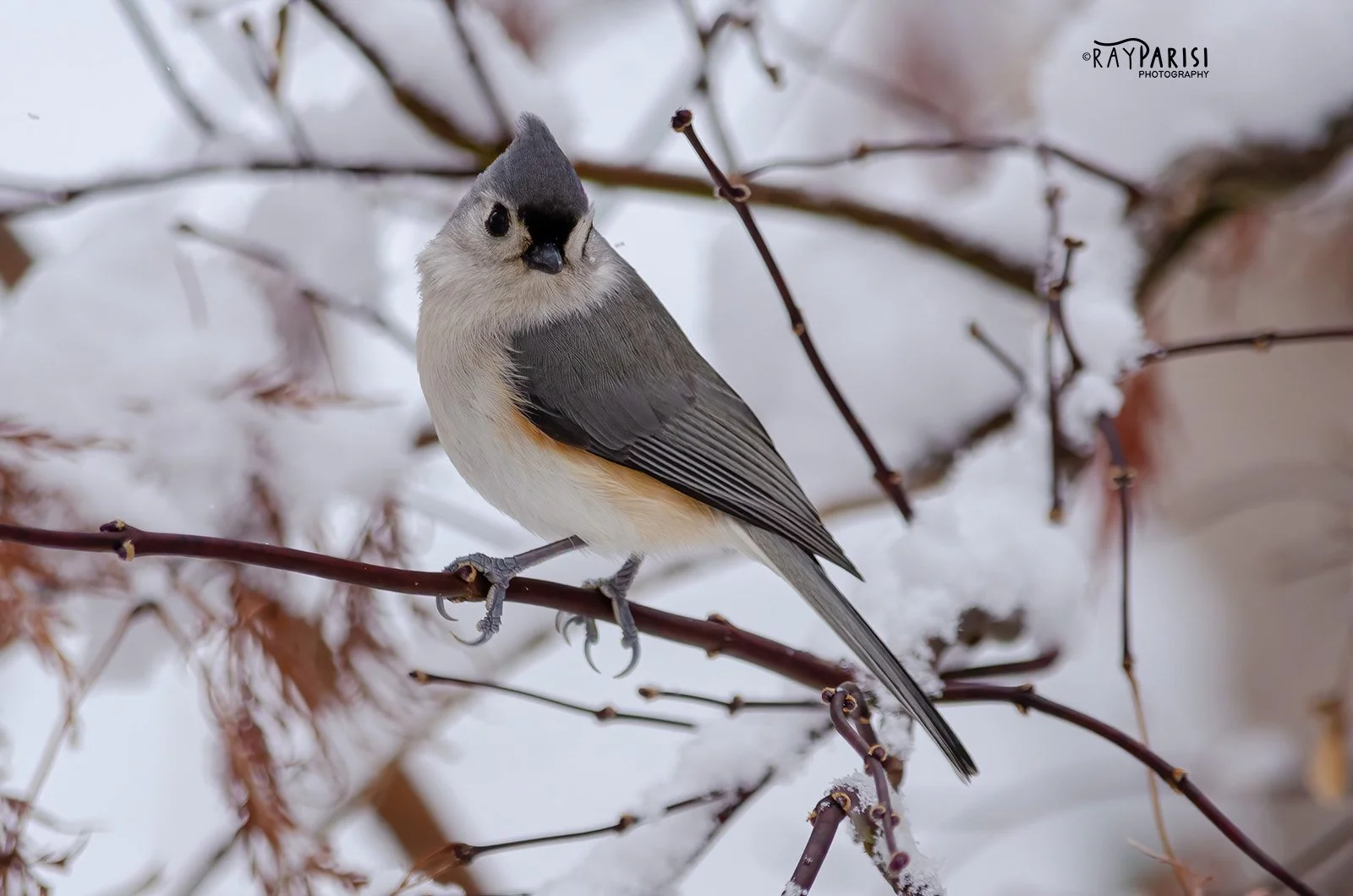Titmouse 1 12-19-13 W.jpg