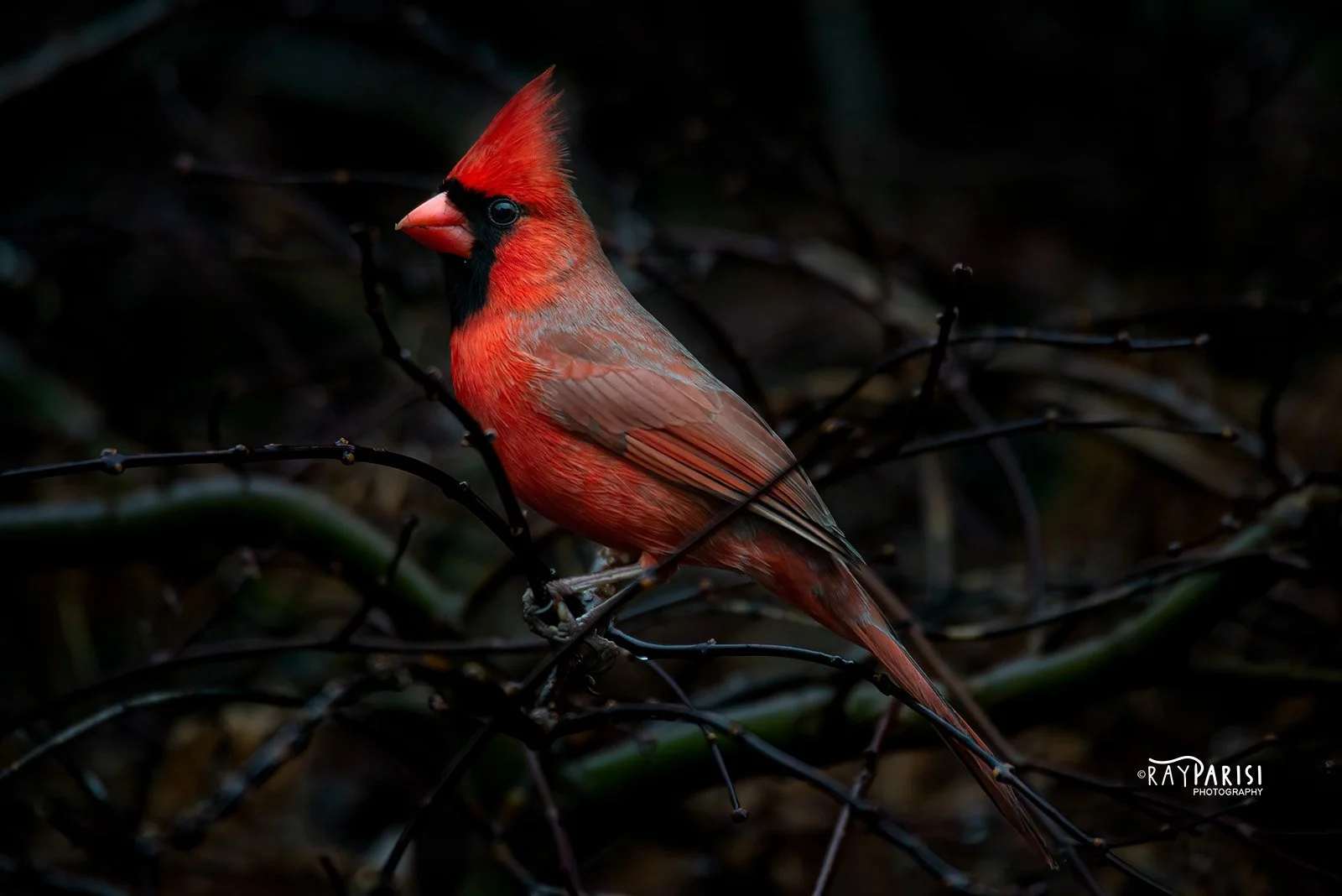 Cardinal 01 01-20-17 W.jpg