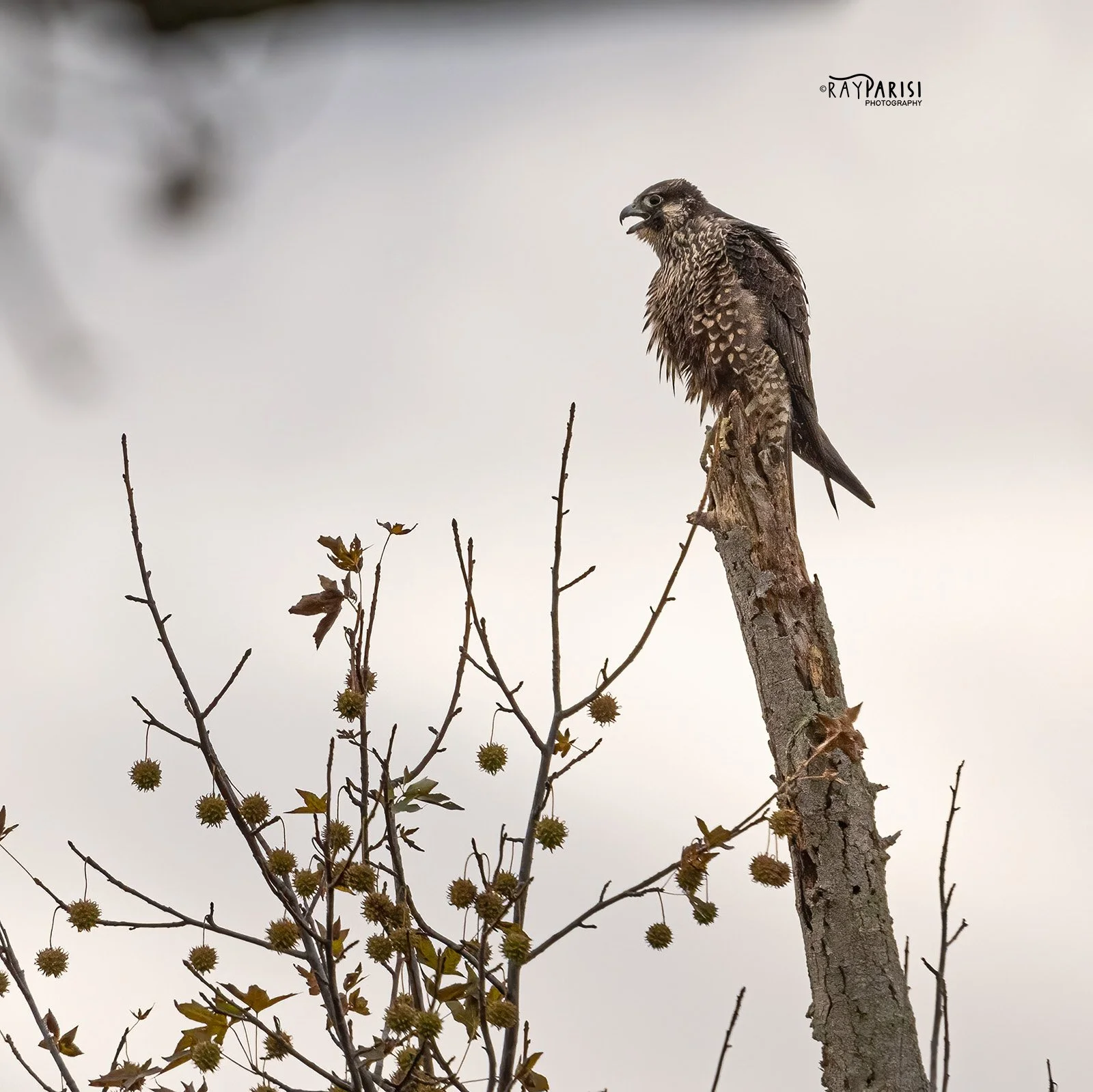 Falcon 17 10-14-22 SQ W.jpg