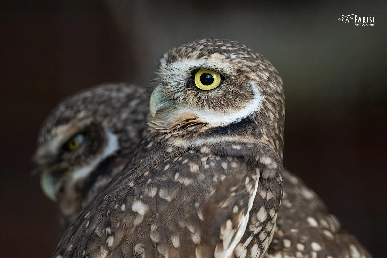 Burrowing Owl 03a 11-4-22 W.jpg