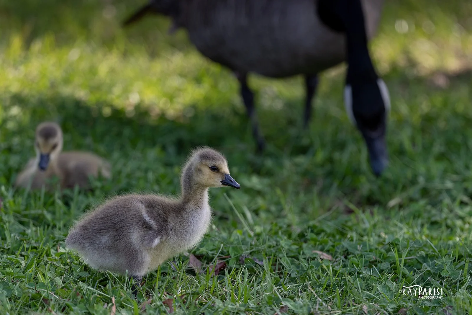 Gosling 03 5-2-22 W.jpg