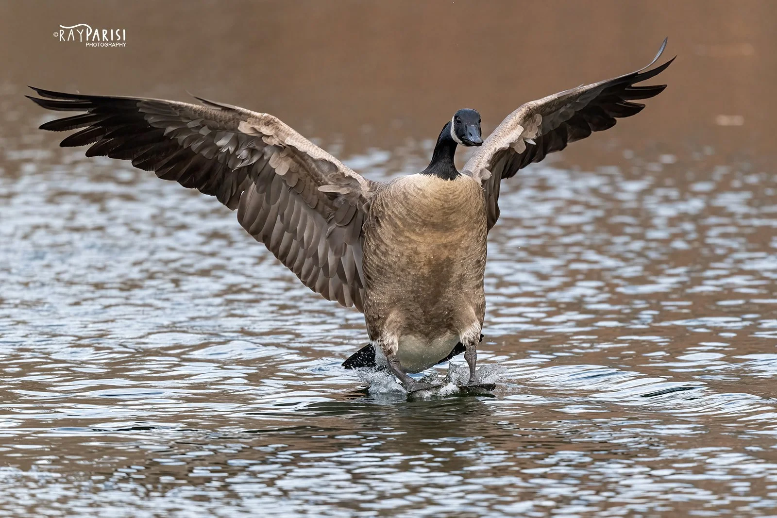 Goose landing 06 12-19-21 W.jpg