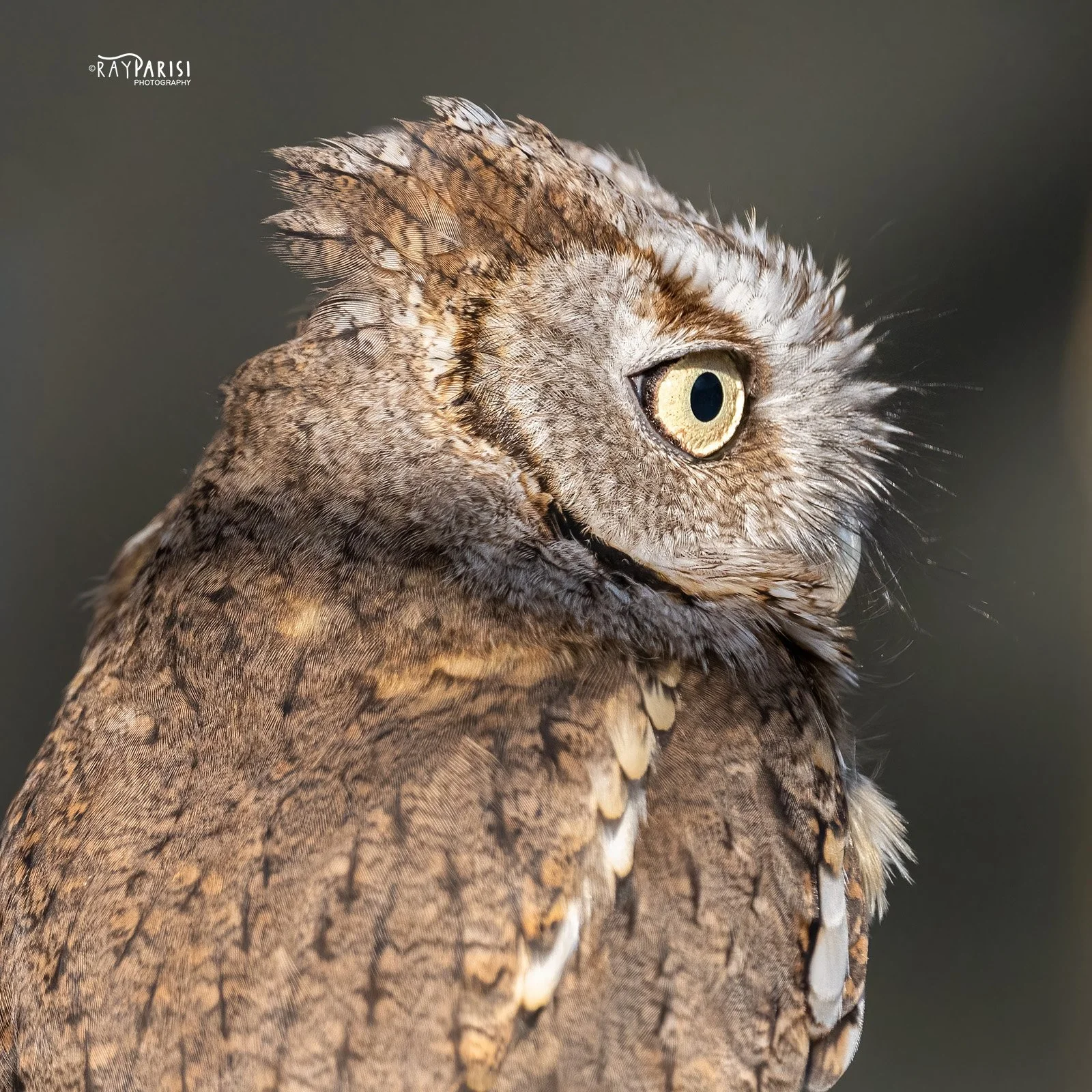 Screech Owl 08 11-13-22 SQ W.jpg