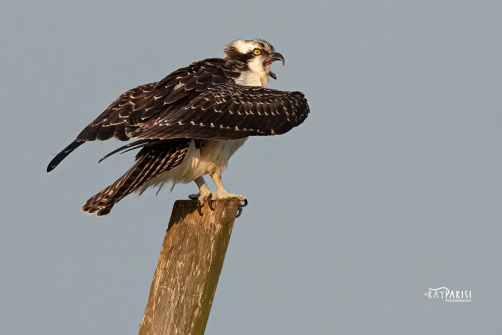 Two Fledglings in nest 02d-2 8-02-21 W.jpg