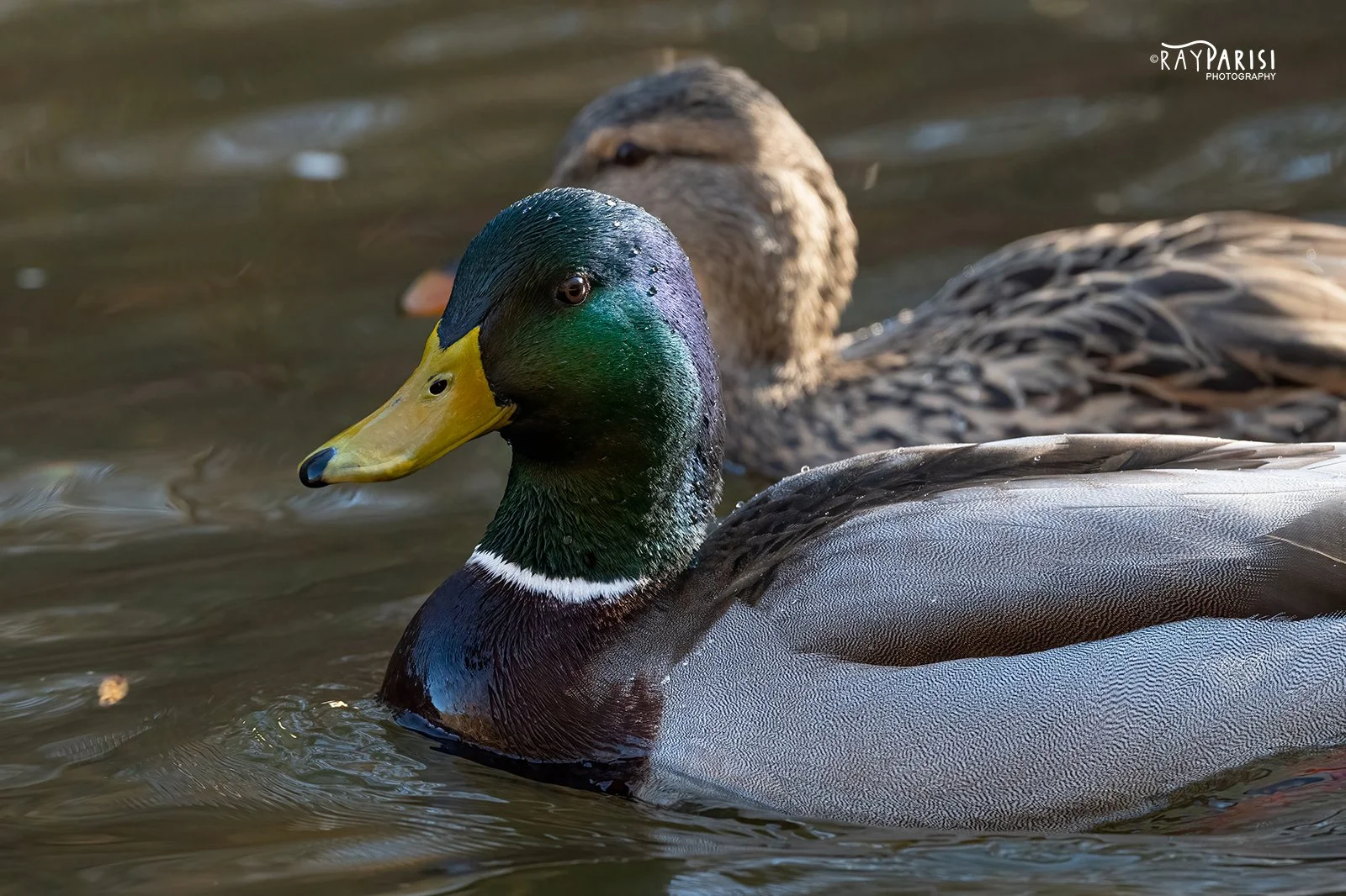 Mallard Drake 02 12-12-21 W.jpg