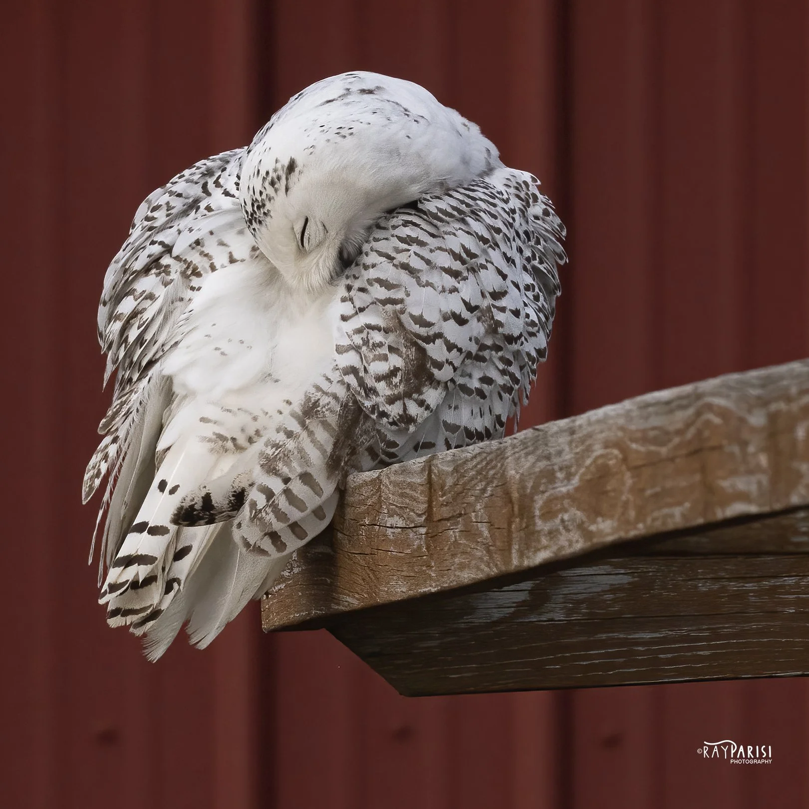 Snowy Owl Red Groom 03b 2-12-22 W.jpg