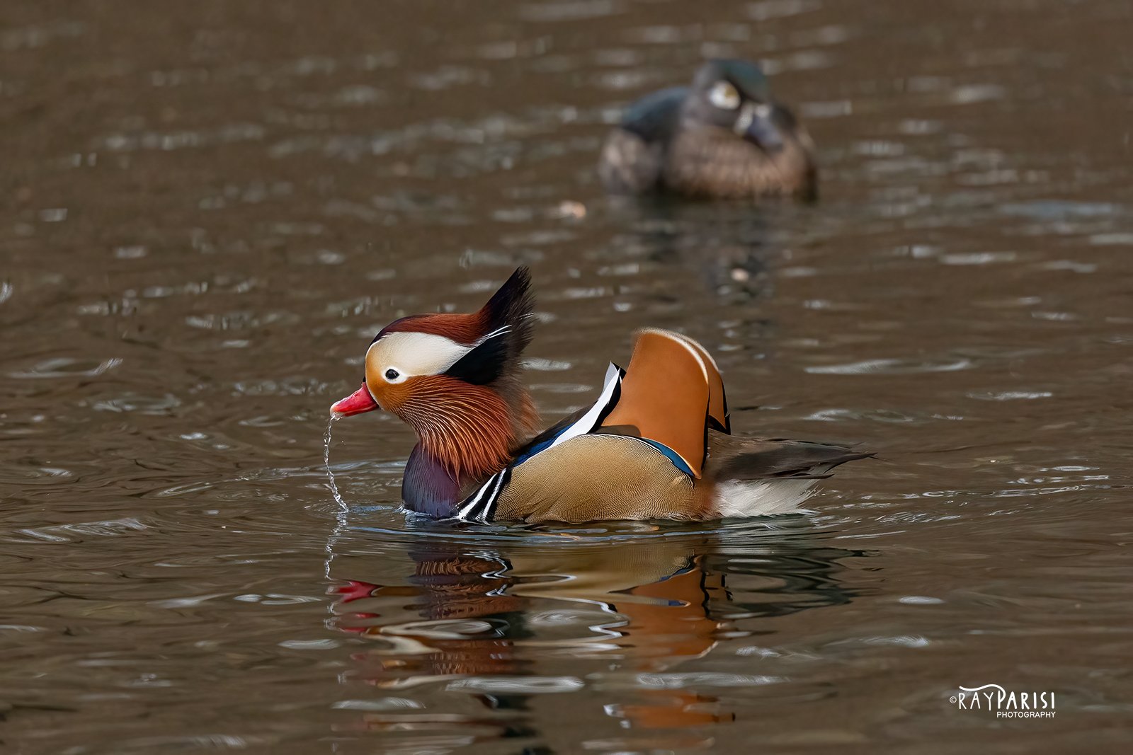 Mandarin drinking 02 12-19-21 W.jpg