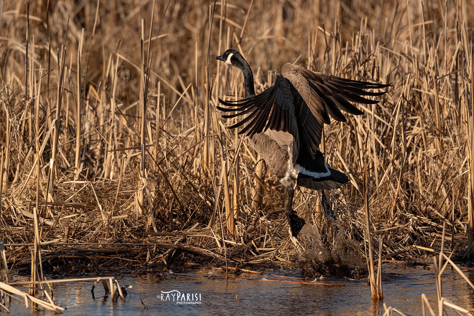 Canada Goose in flight 01a 2-21-22 W.jpg