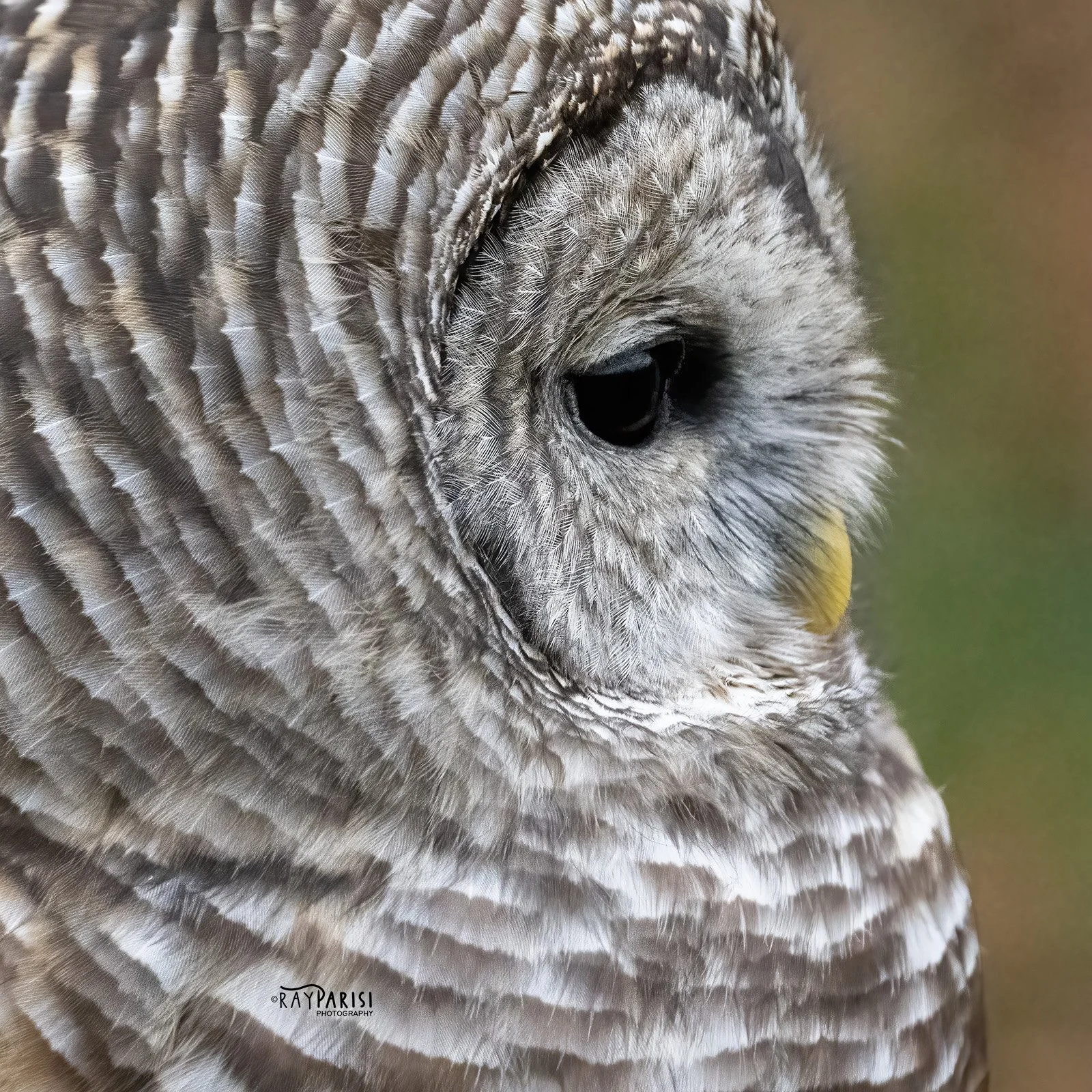 Barred Owl 03b 11-13-22 W.jpg