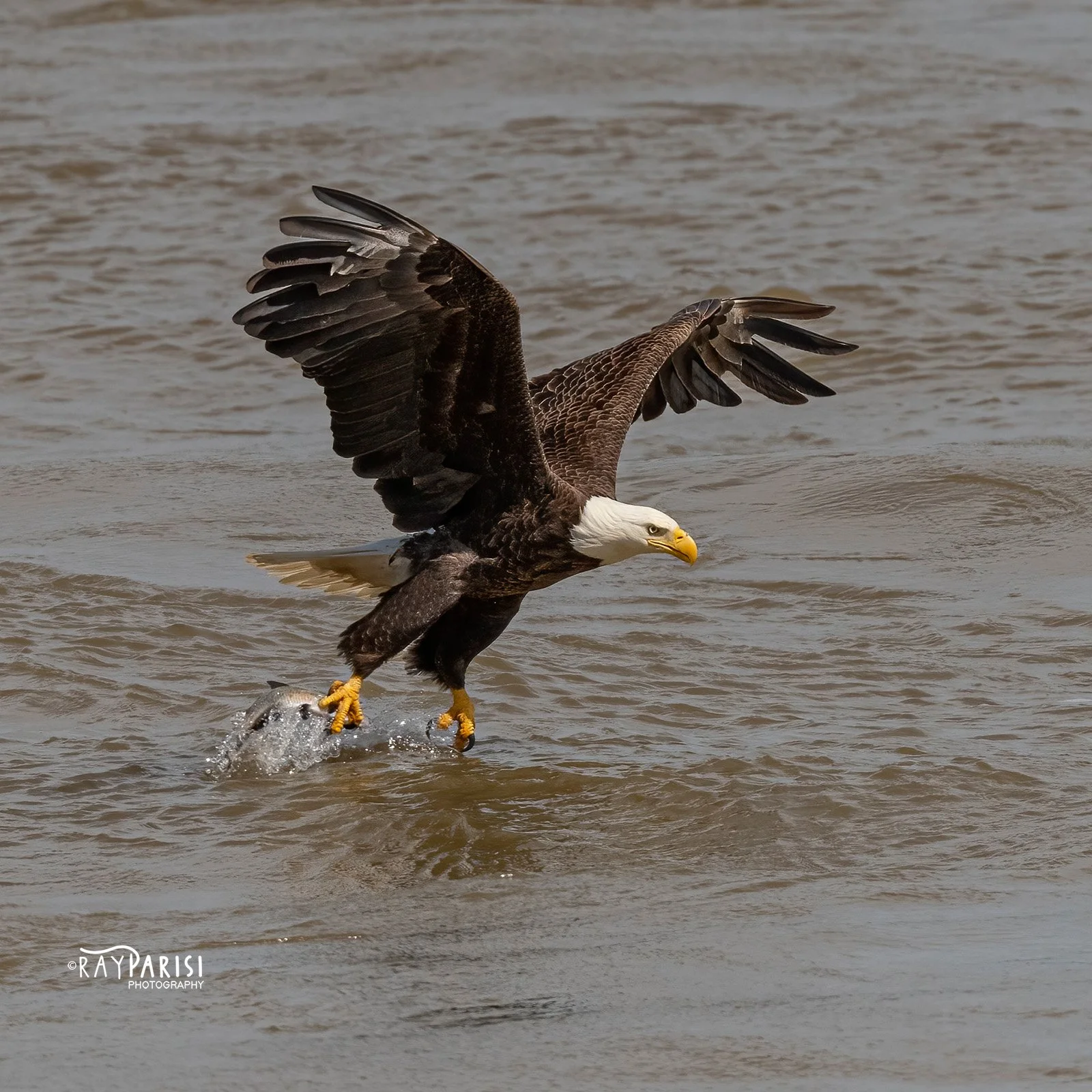 Eagle fishing 12 4-11-22 SQ W.jpg