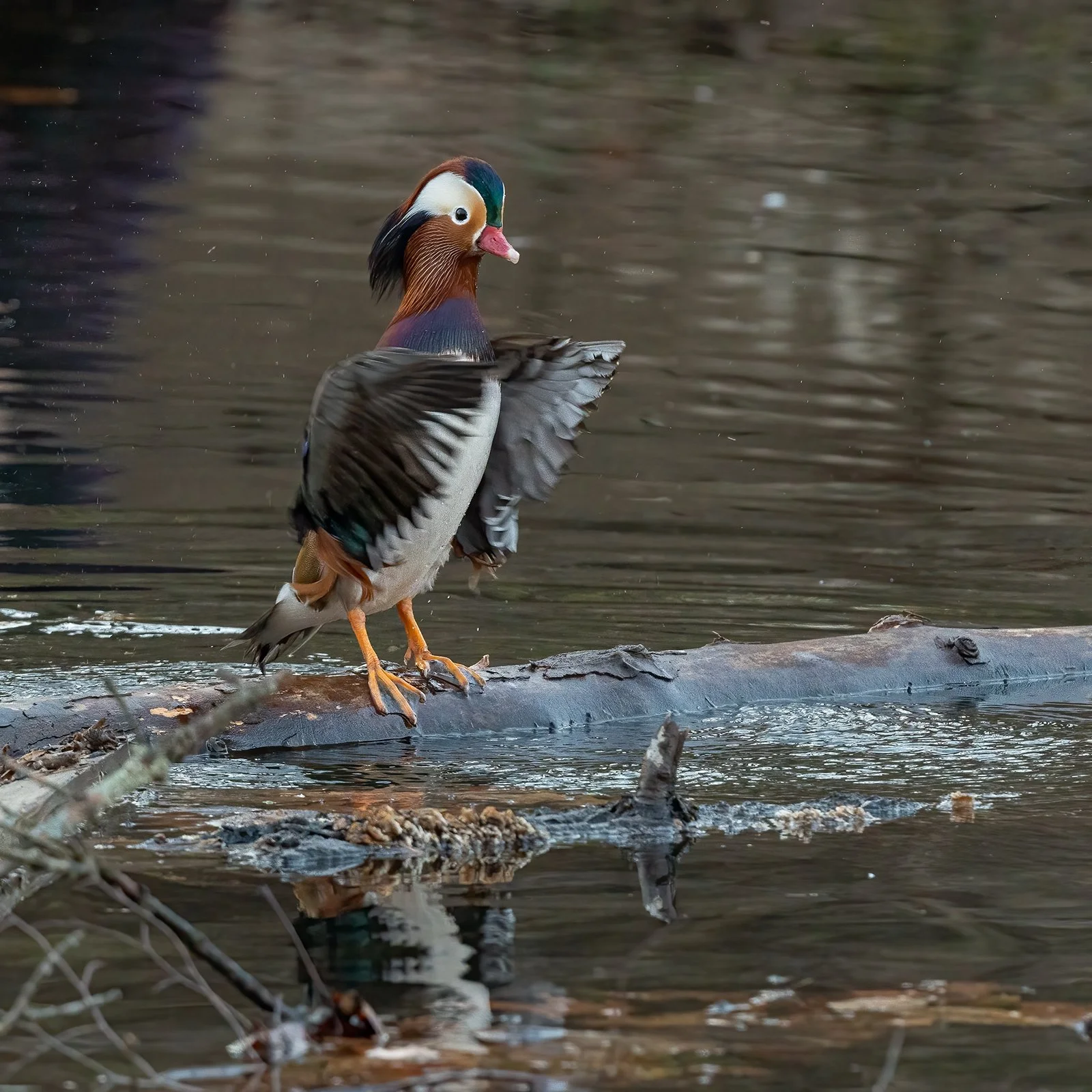 Mandarin Flapping 03 12-13-21 SQ W.jpg