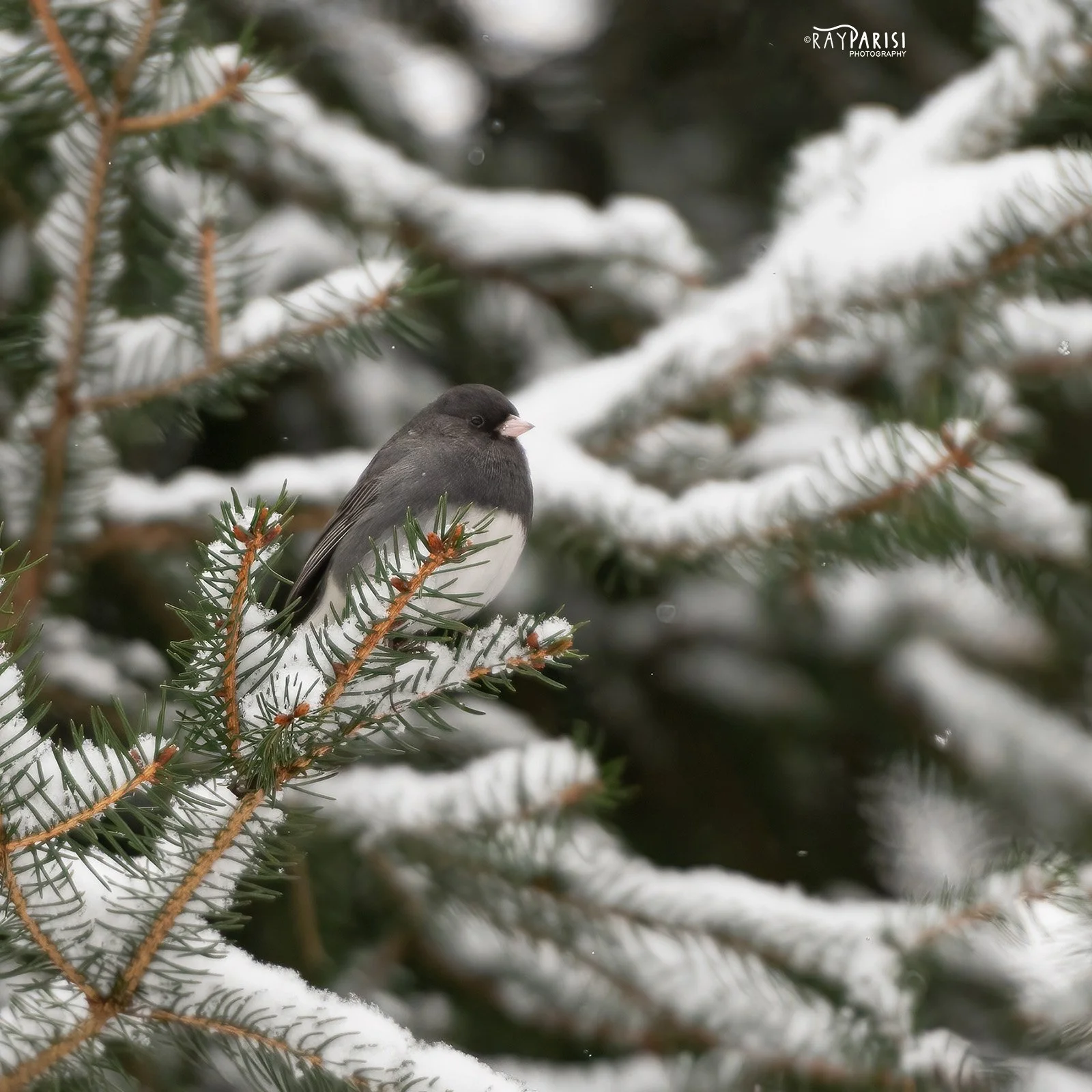 Dark-eyed Junco 01 2-13-22 SQ W.jpg