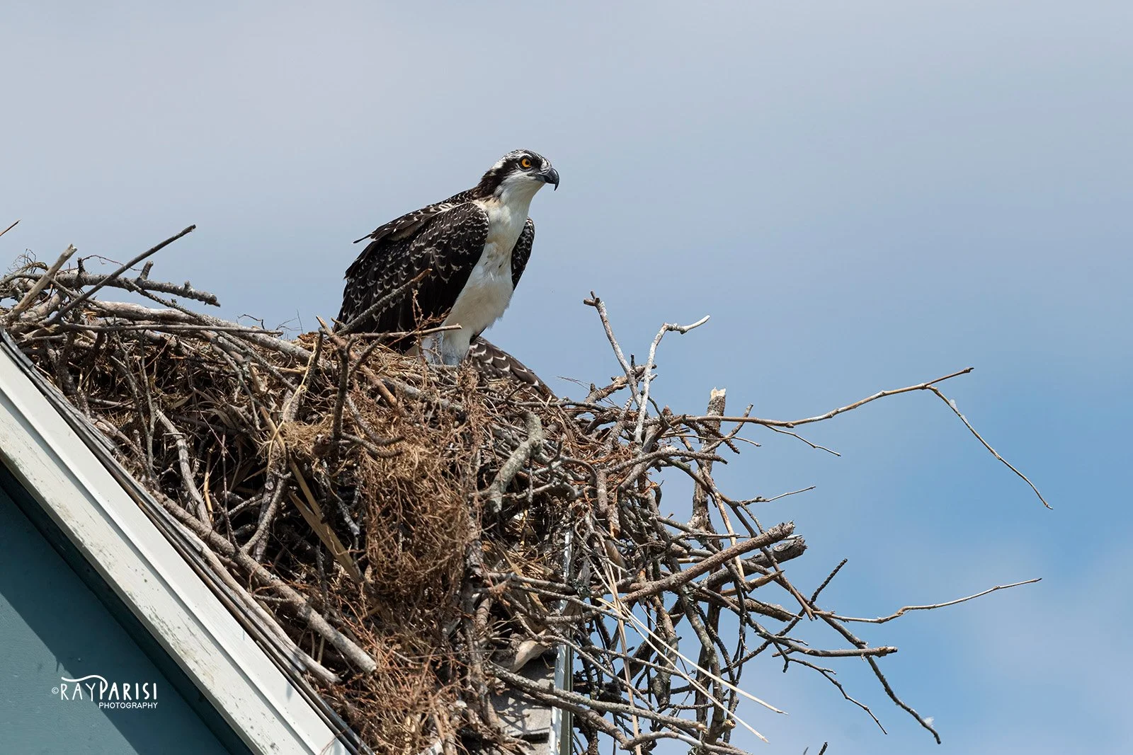 Perched on Tower 01 8-2-21 W.jpg