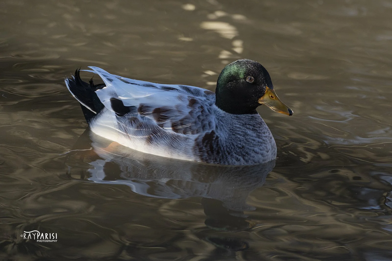 Mallard 01 sm 1-10-21.jpg