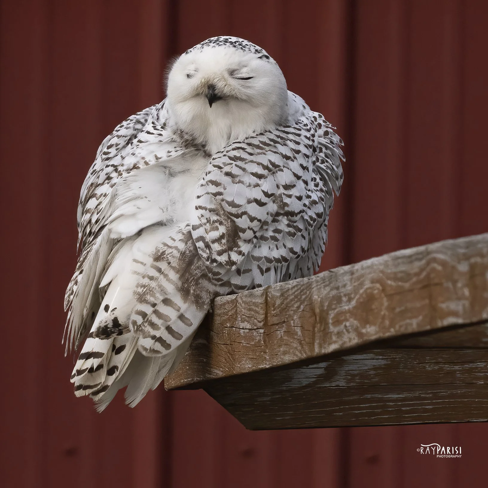 Snowy Owl Red Groom 01b 2-12-22 W.jpg