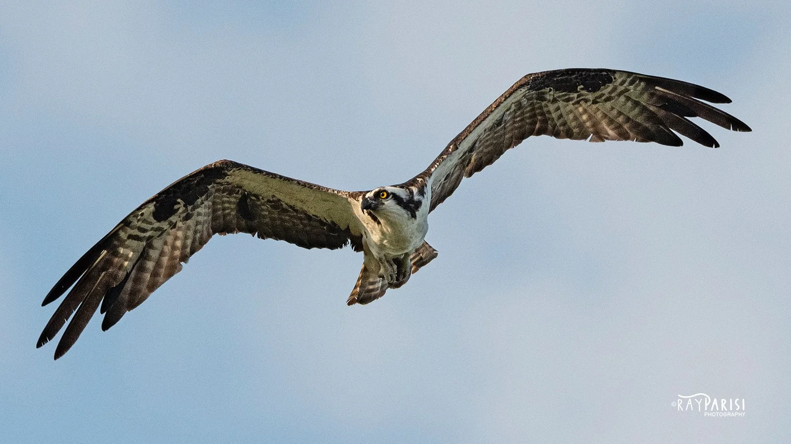 Soaring 01b 8-2-21 W.jpg