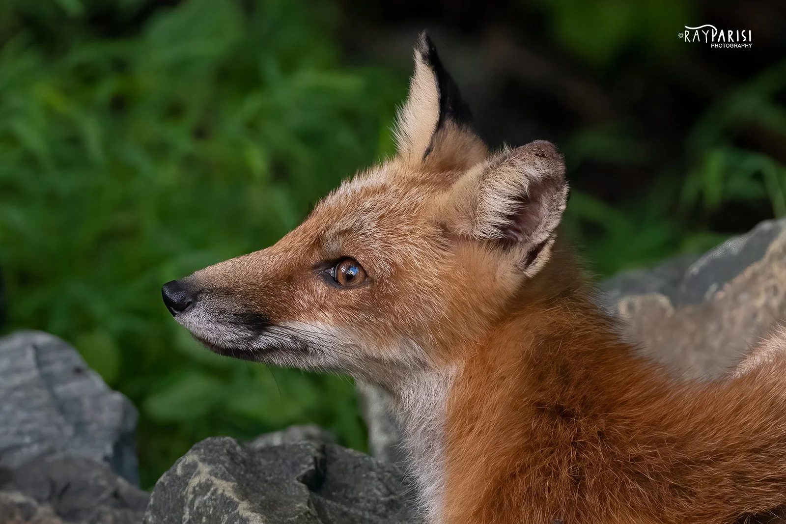 Fox 01b 8-24-22 W.jpg