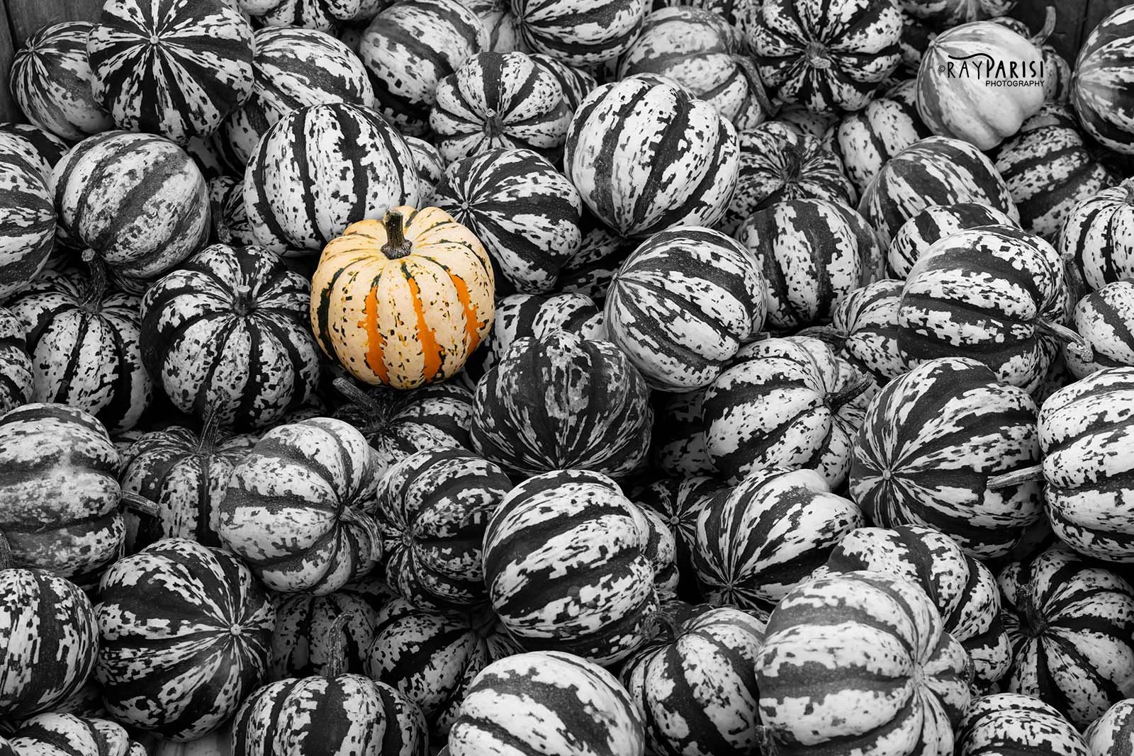 Pumpkin 01 10-26-15 W.jpg