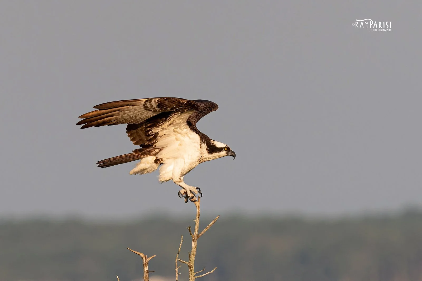 Perched on Tree 01 8-5-21 WL.jpg