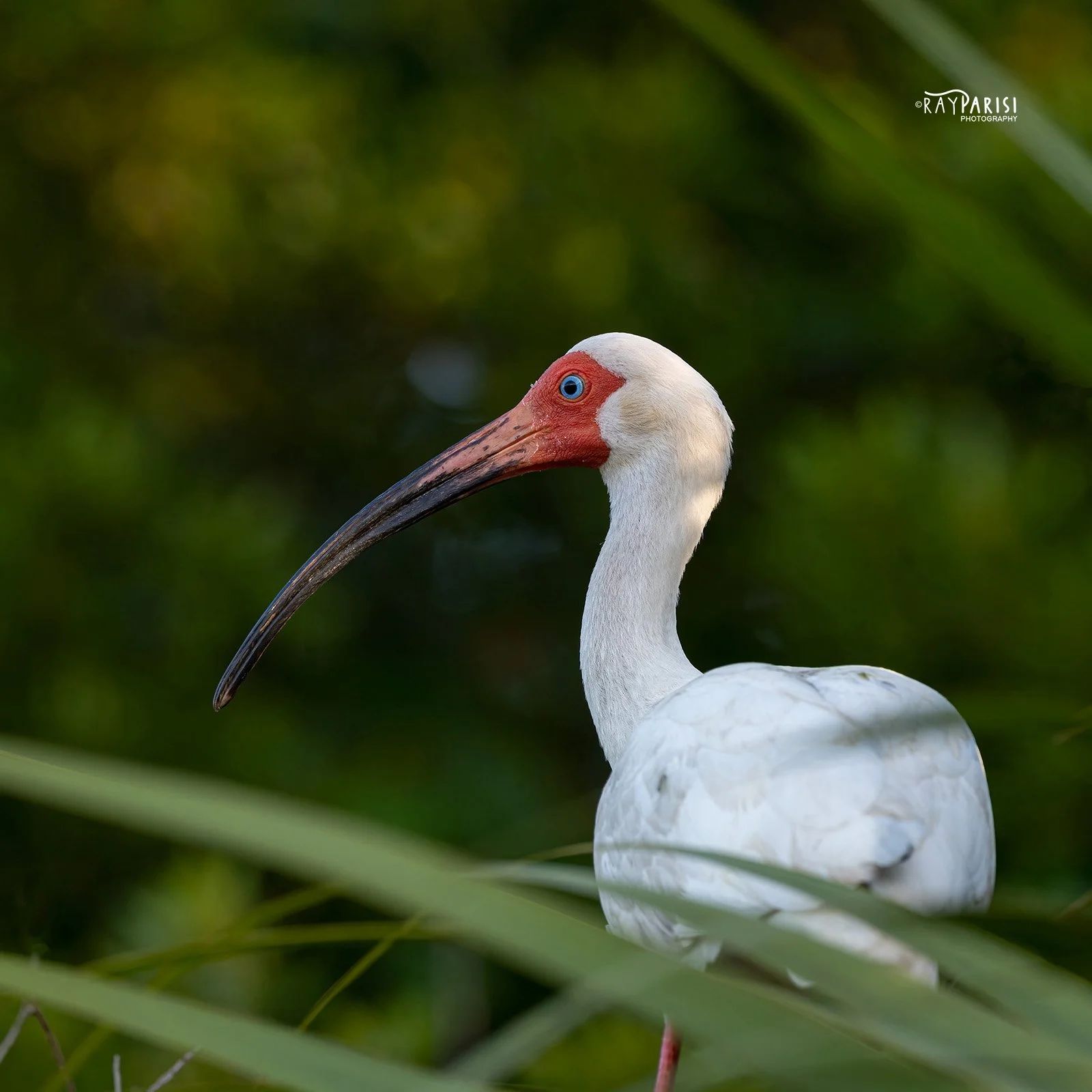 White ibis perched 03 6-7-22 SQ W.jpg