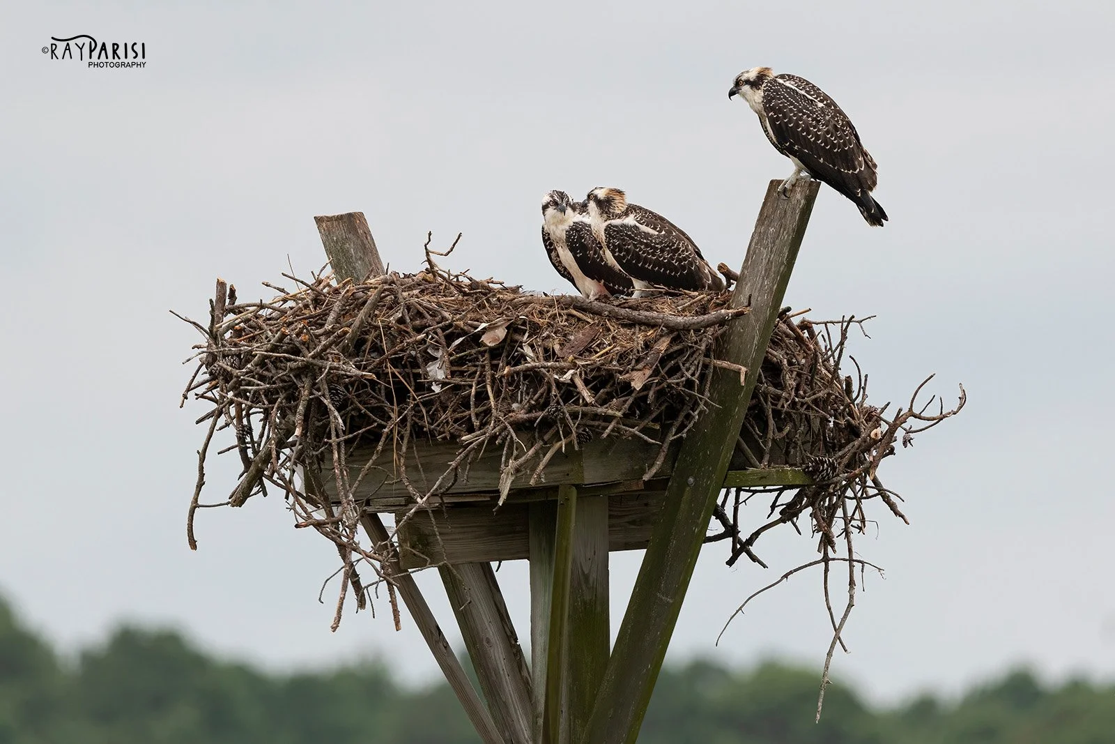 Three Fledglings in nest 01 8-01-21 W.jpg