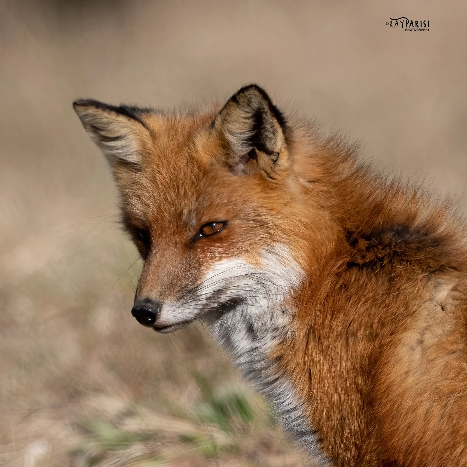 Fox on haunches 05c 2-28-22 W.jpg