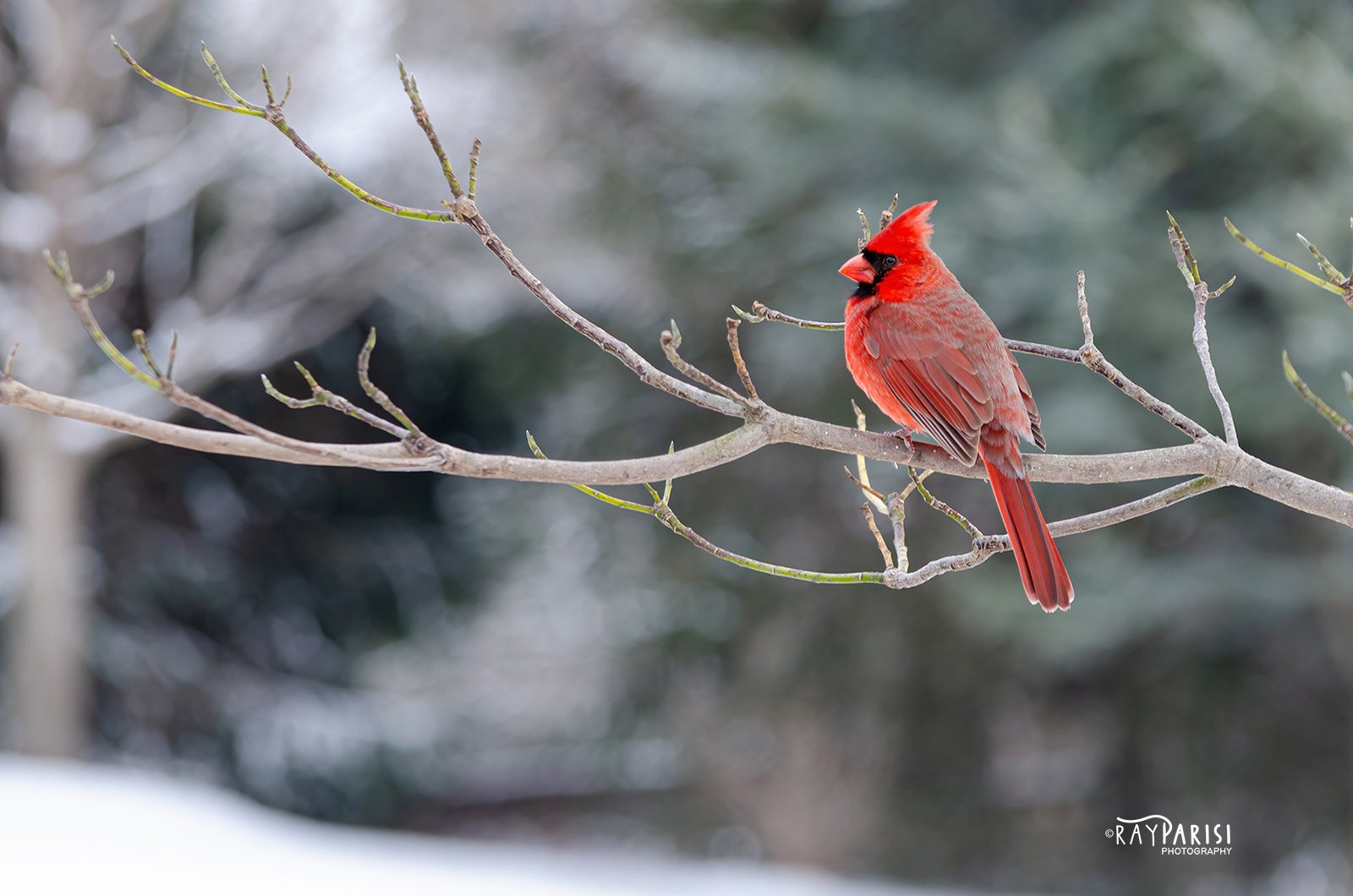 Northern Cardinal 01 2-2-13 W.jpg