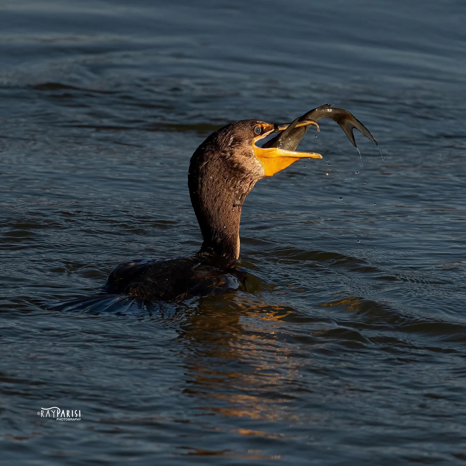 Cormorant 01 11-20-20 W.jpg