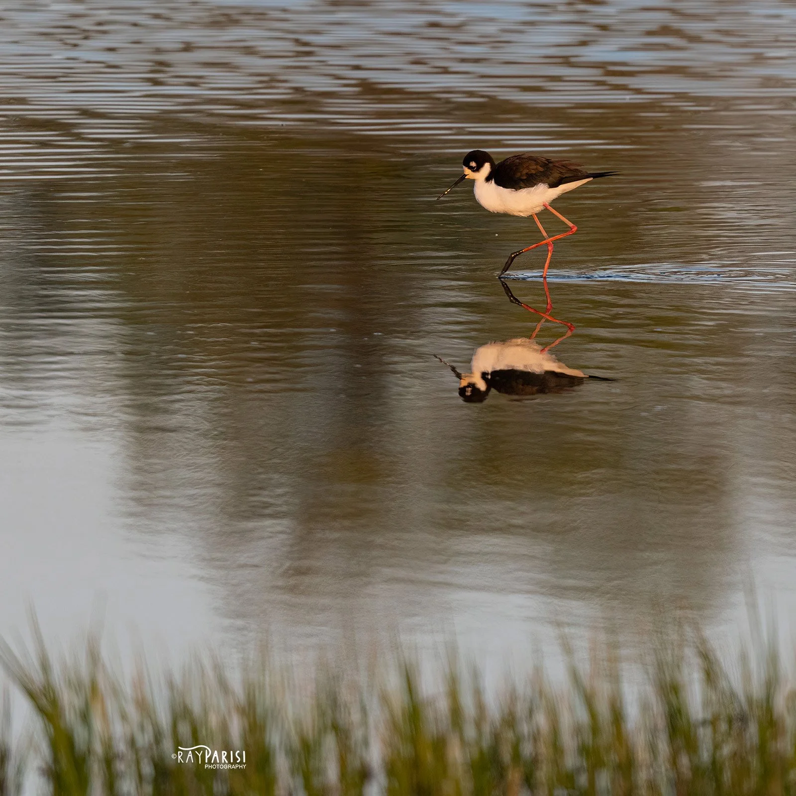 Black-necked stilt 01a 4-30-22 SQ W.jpg